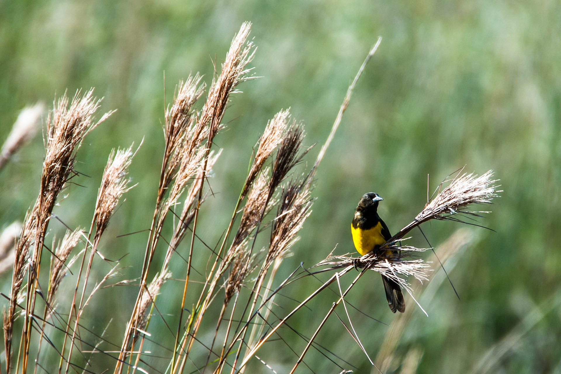 Yellow-rumped marshbird, Puerto Valle Esteros, Ibera wetlands, Corrientes, Argentina