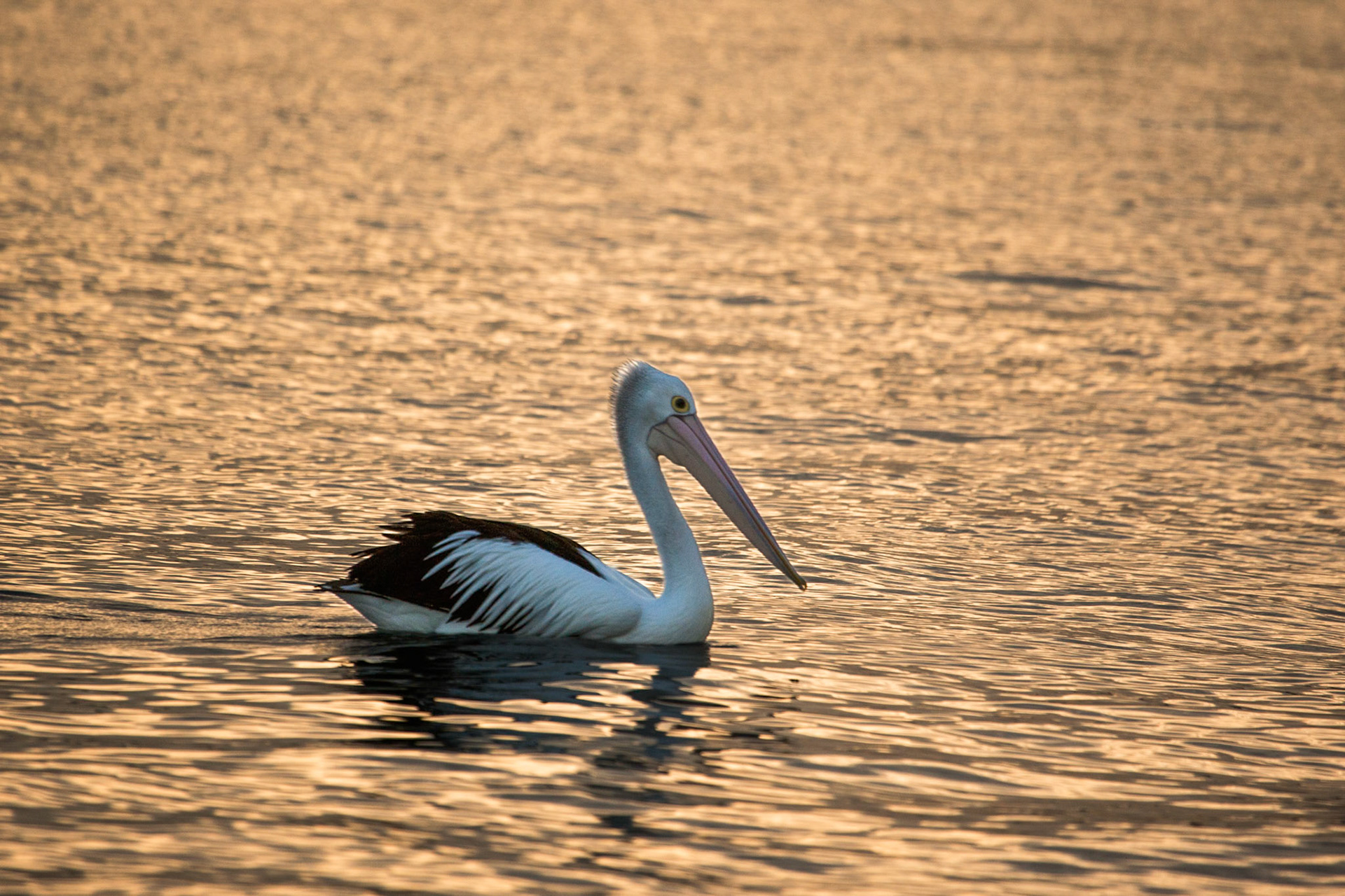 Backlit Australian pelican. Shooting almost directly into the setting sun. Hunter river, Newcastle