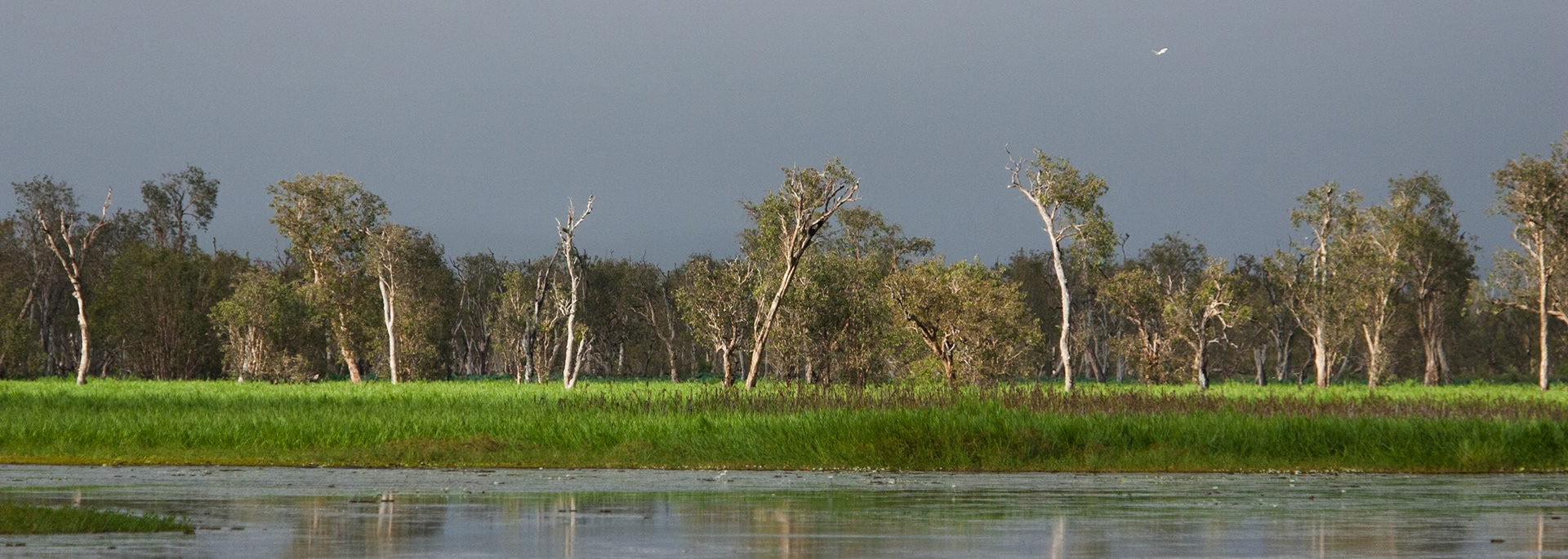 Trees, Cooinda, Kakadu, Northern Territory