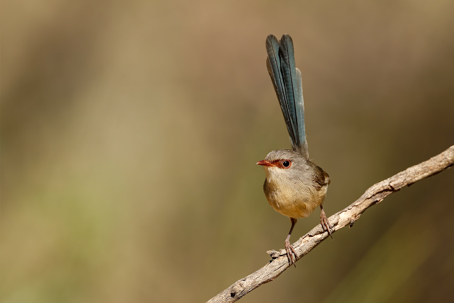 Variegated fairywren, Capertee Valley, NSW, Australia