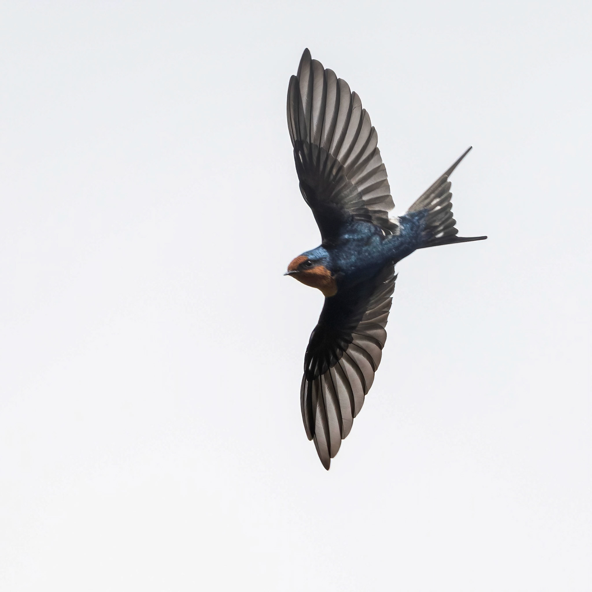 Welcome swallow, Turon Gates, New South Wales