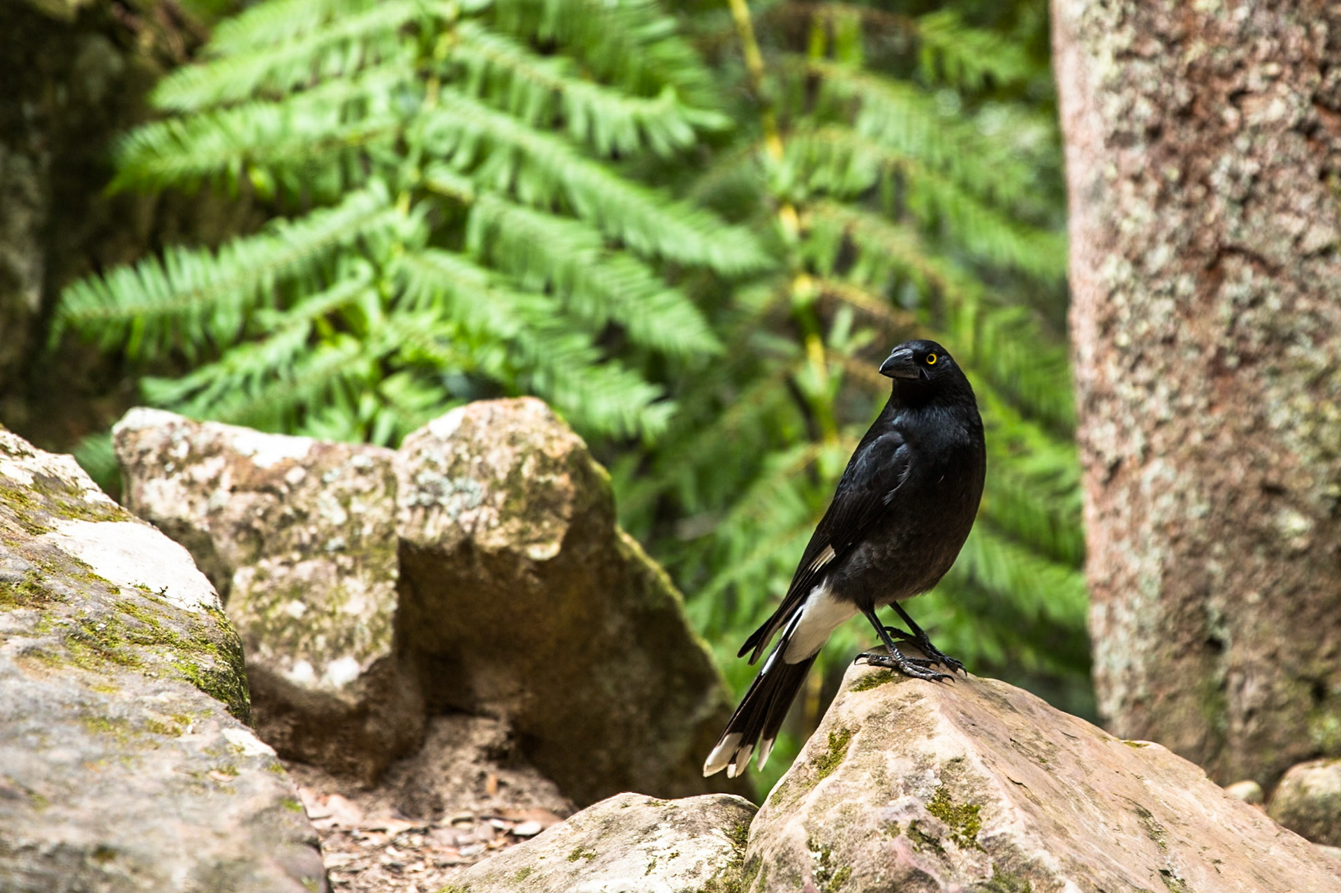 Started at the conservation hut and descended  the Valley of the Waters to Vera Falls. Tried unsuccessfully to find the route across to Hippocrene Falls.  Retraced our steps up to the conservation hut. Notes by Peter Watt.