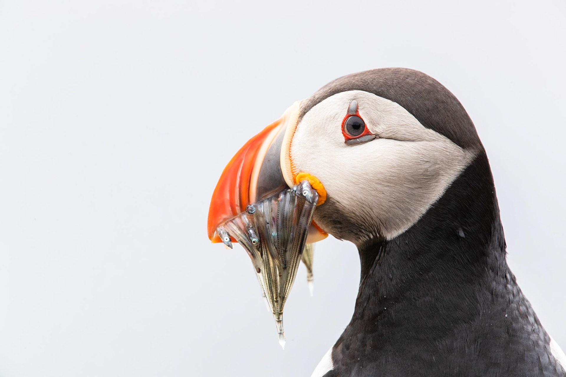 Atlantic puffin, Grímsey Island, Iceland