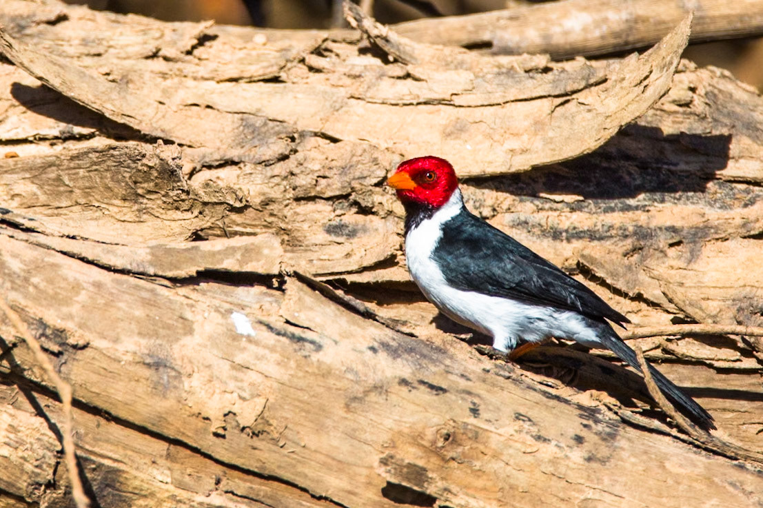 Yellow-billed cardinal, Porto Jofre, Pantanal, Brazil