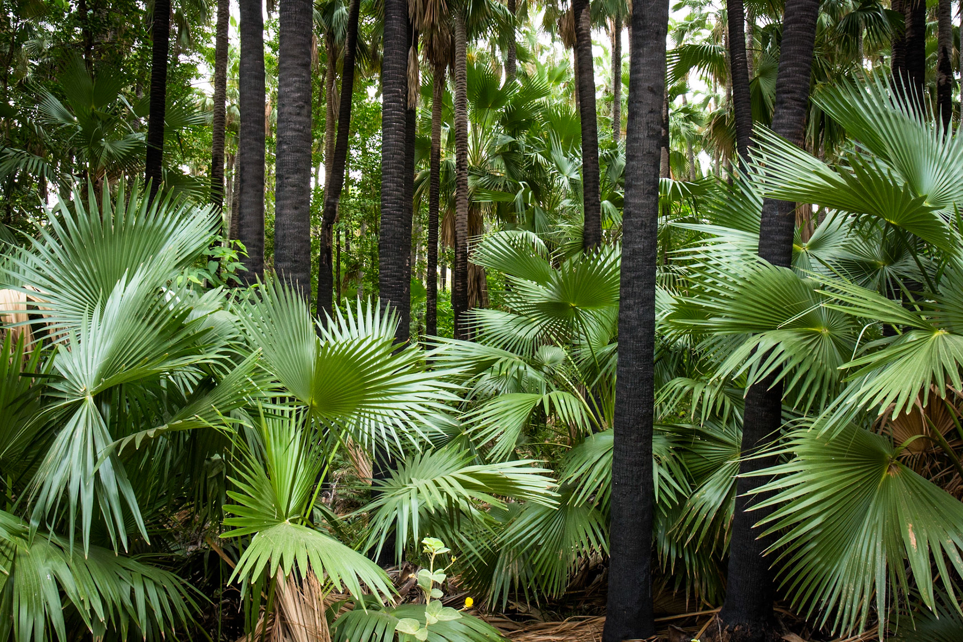 Zebedee thermal springs, El Questro Wilderness Park, The Kimberly, Western Australia