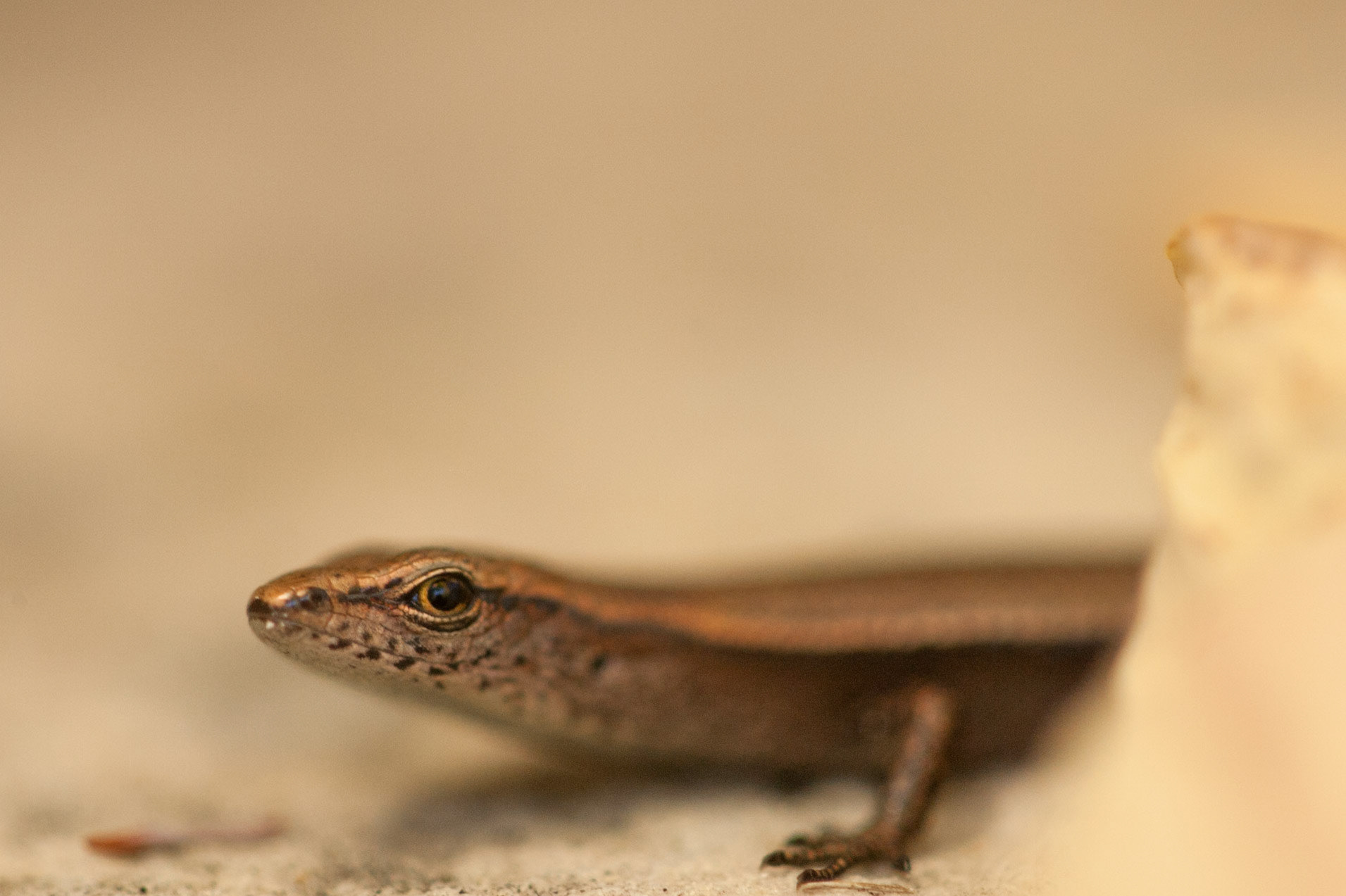 A tiny lizard came to visit