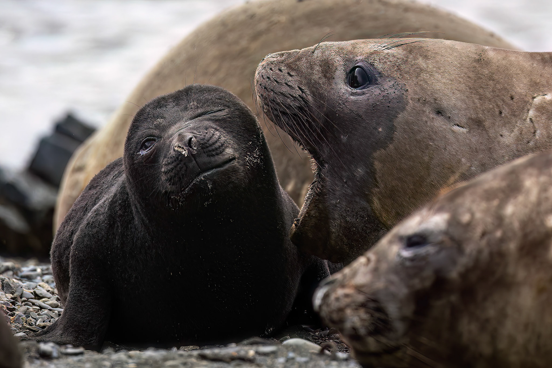 Elephant seal, Rosita Bay, South Georgia