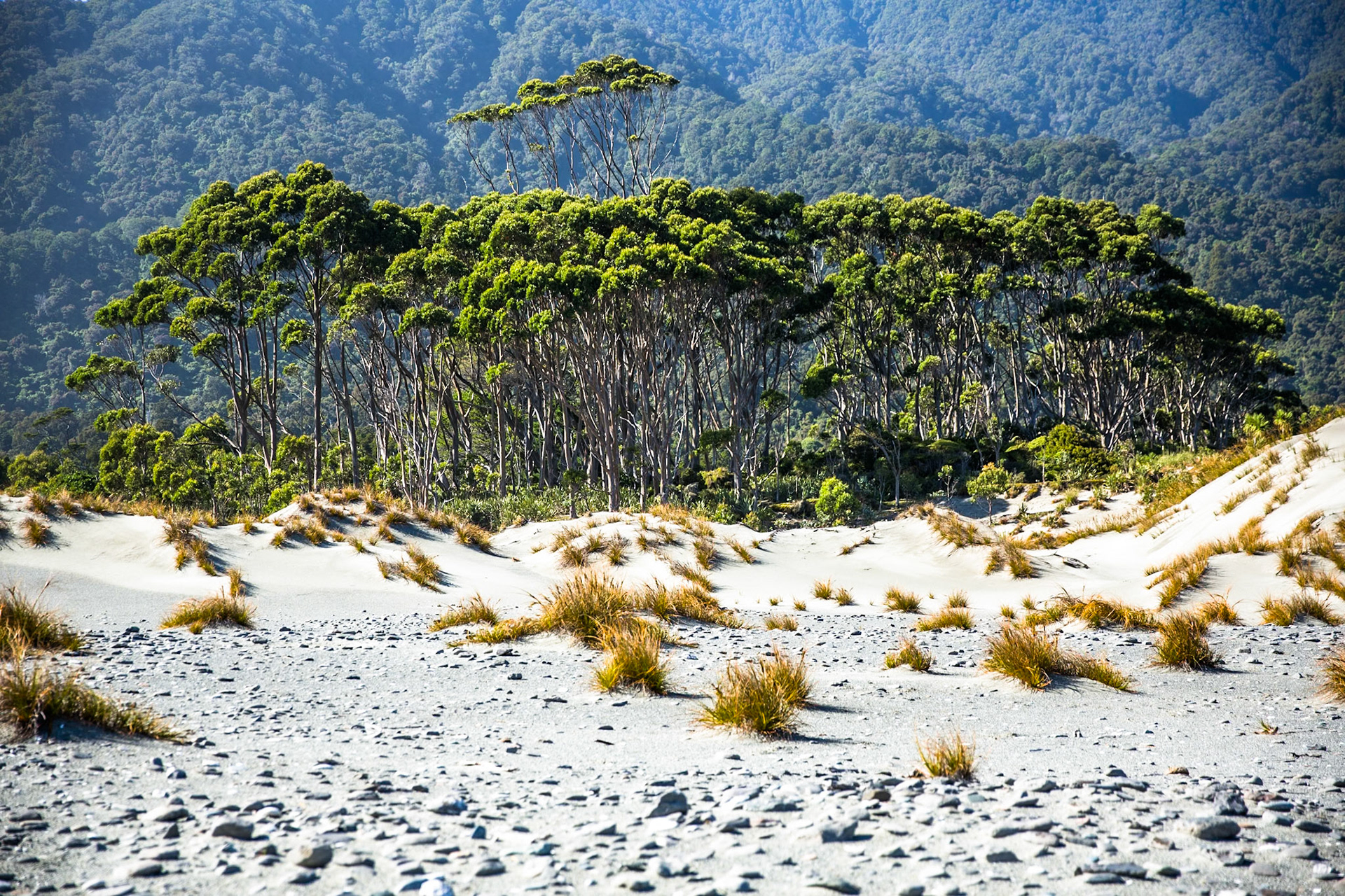 Hollyford Track, Martin's Bay, New Zealand