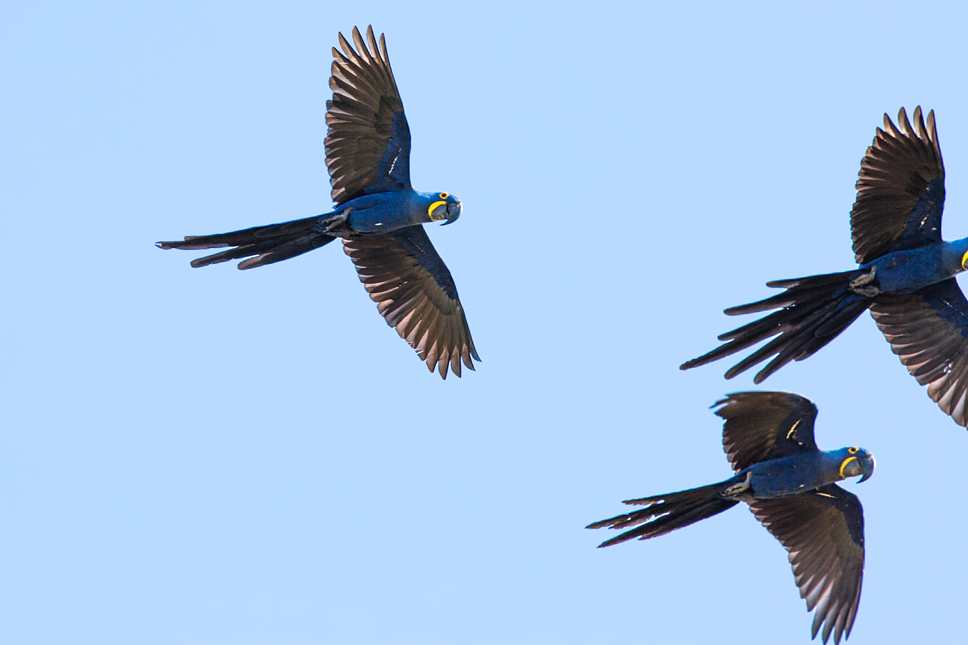 Hyacinth macaws, Pousada Piuval, Pantanal, Brazil