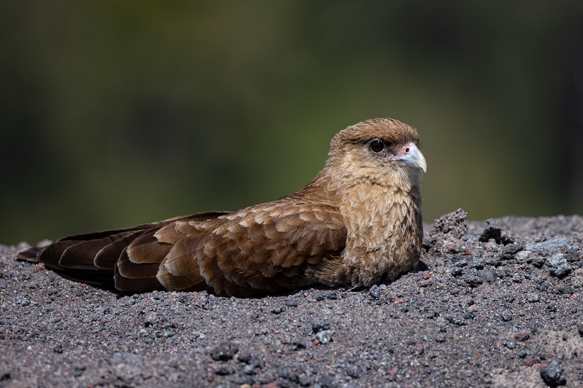 Chimango caracara, Vulcan Osorno, Petrohue, Chilé