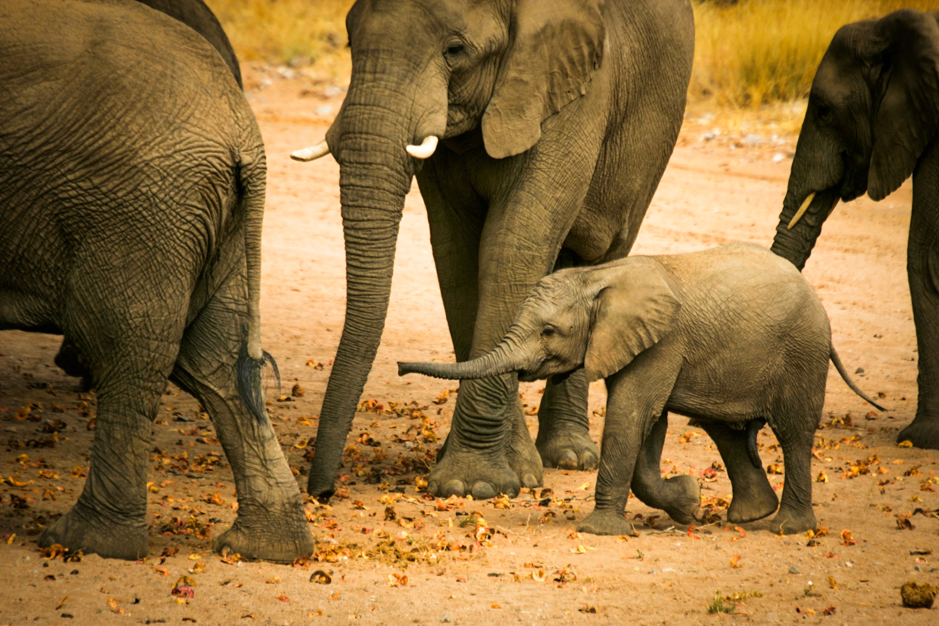 Swakopmund to Rhino Camp in Damaraland