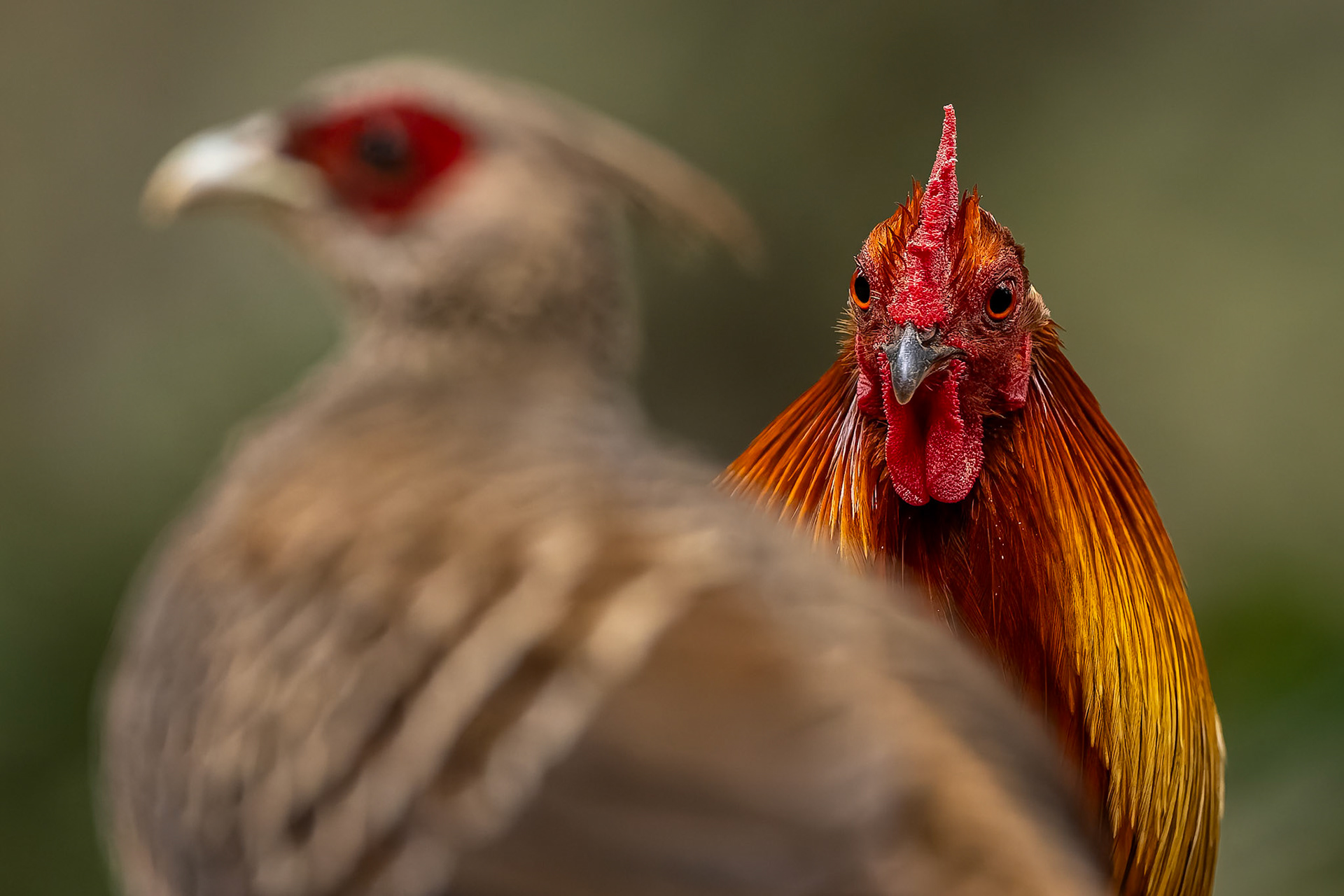 Red junglefowl, Bird's Den, Corbett Tiger Reserve, India