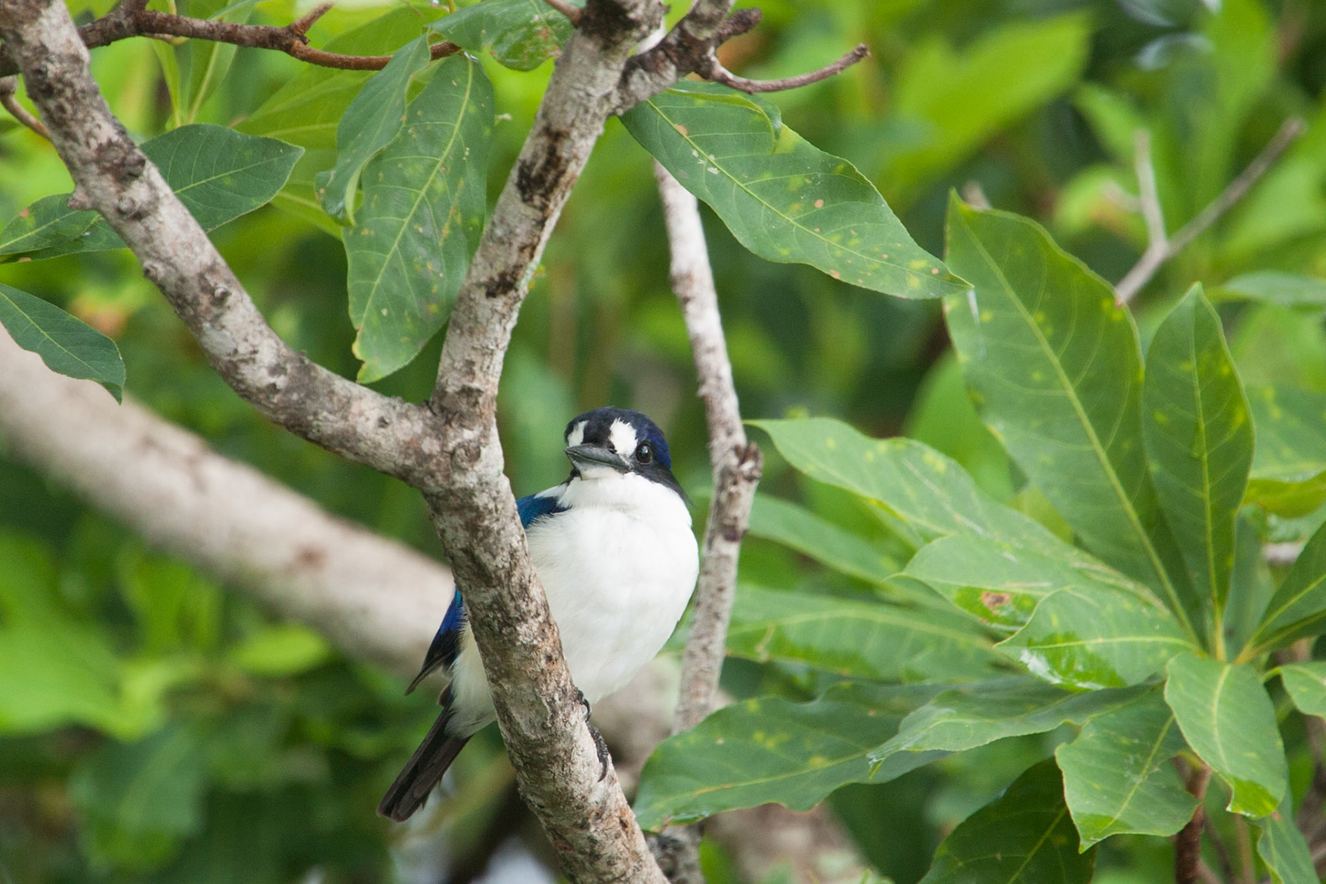 Little kingfisher, Cooinda, Kakadu, Northern Territory