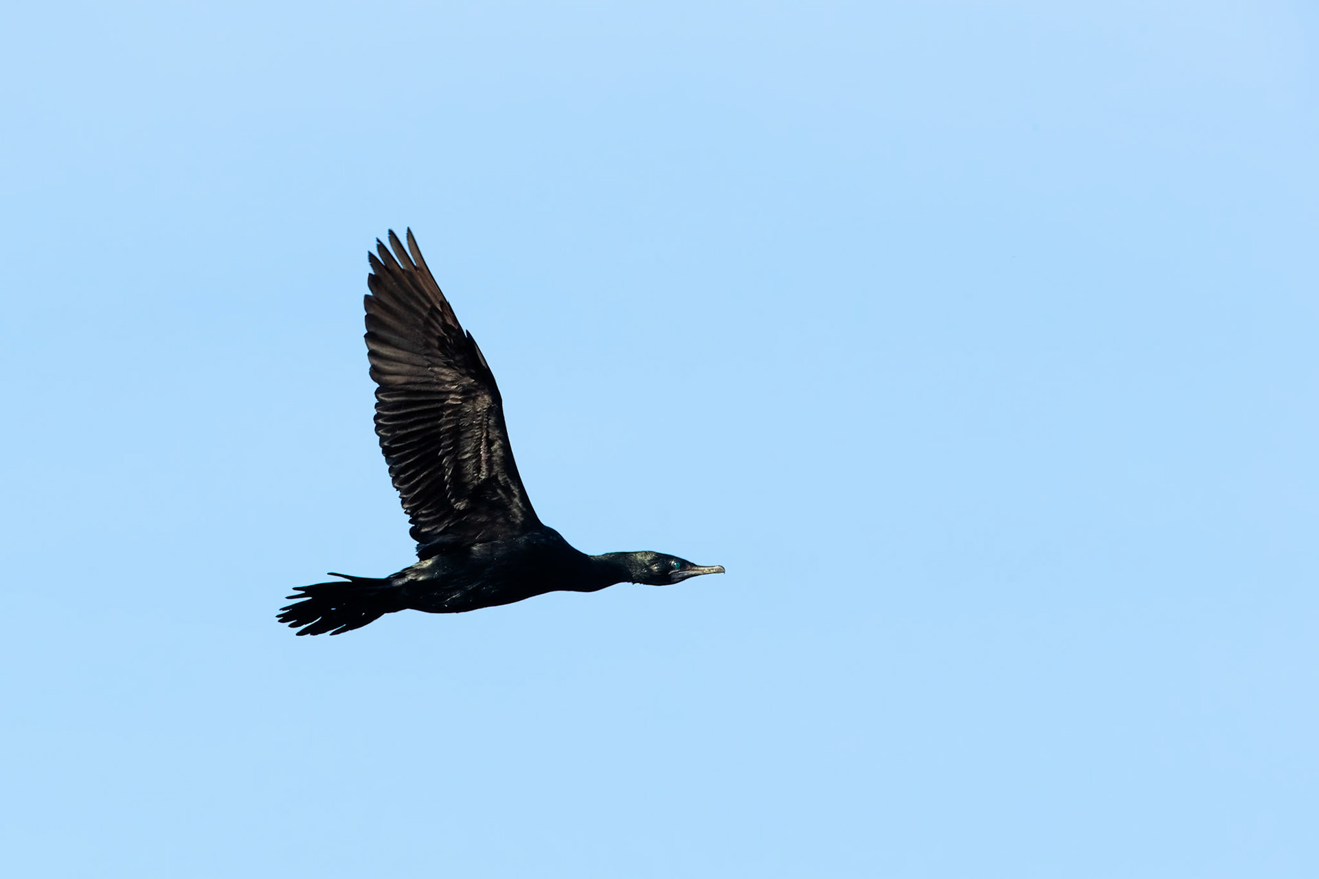 Little black comorant, Corroboree billabong, Corroboree, Northern Territory, Australia
