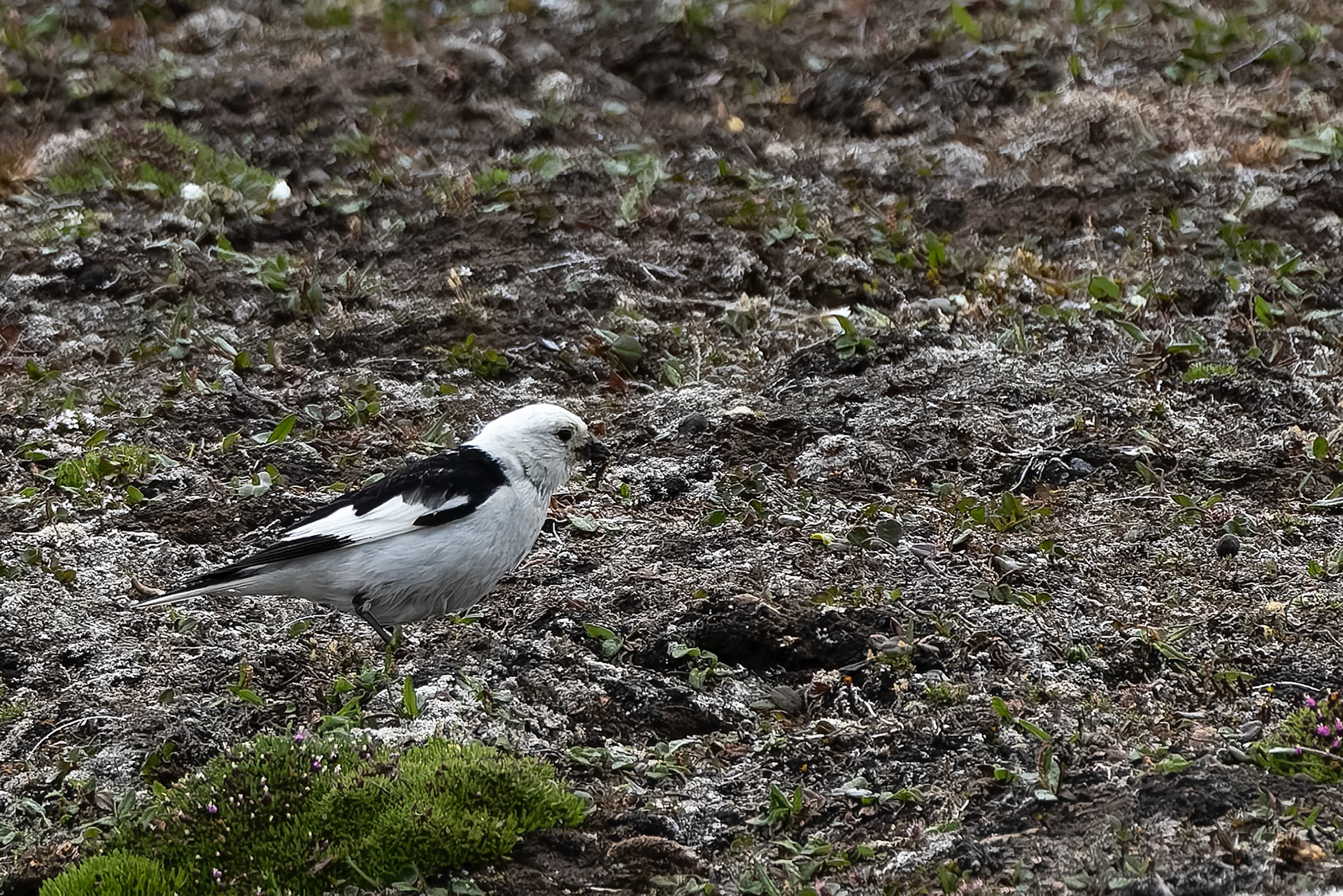 Snow bunting, Nylondon, Svalbard, Norway