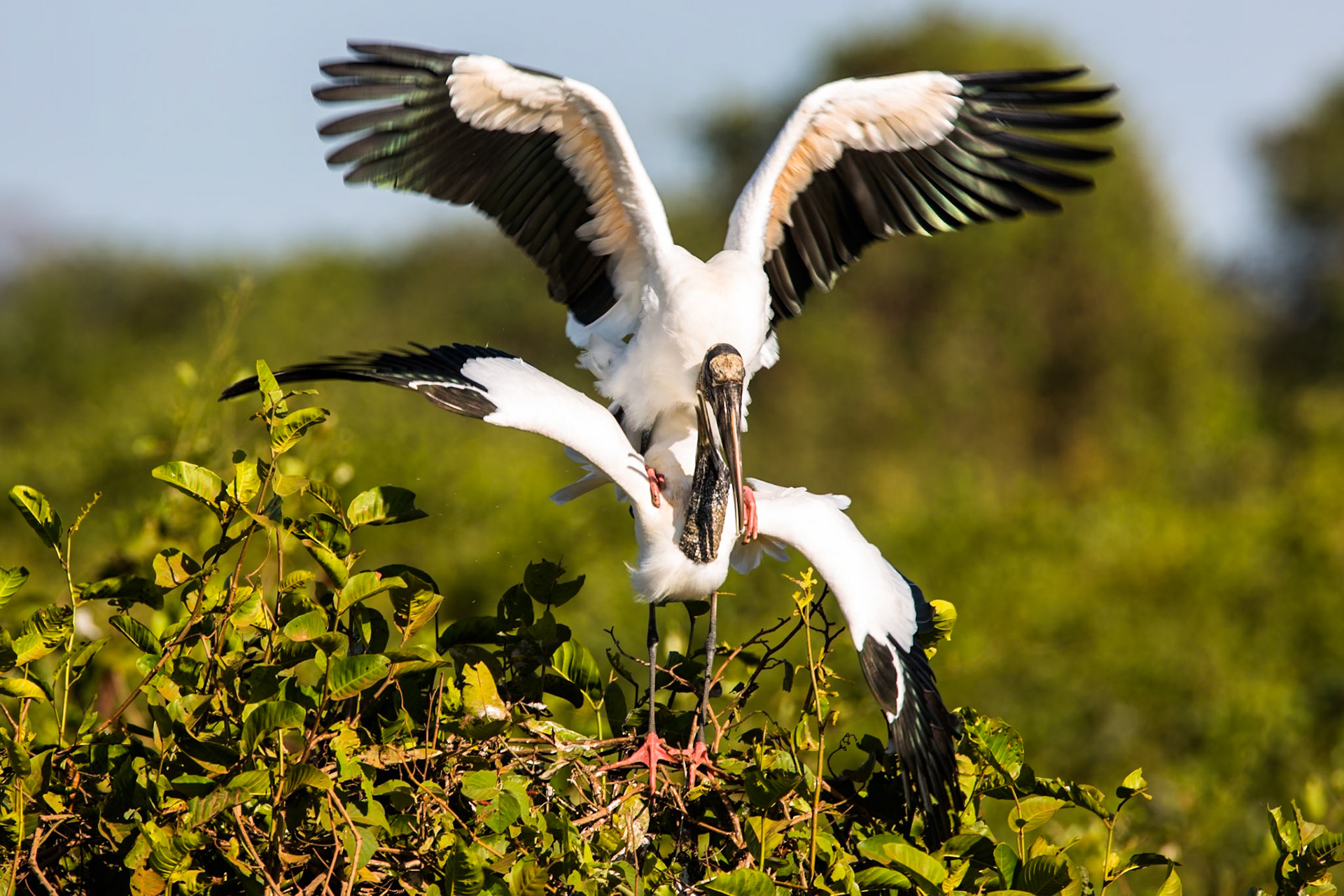 Wood stork, Transpantaneira, Pantanal, Brazil