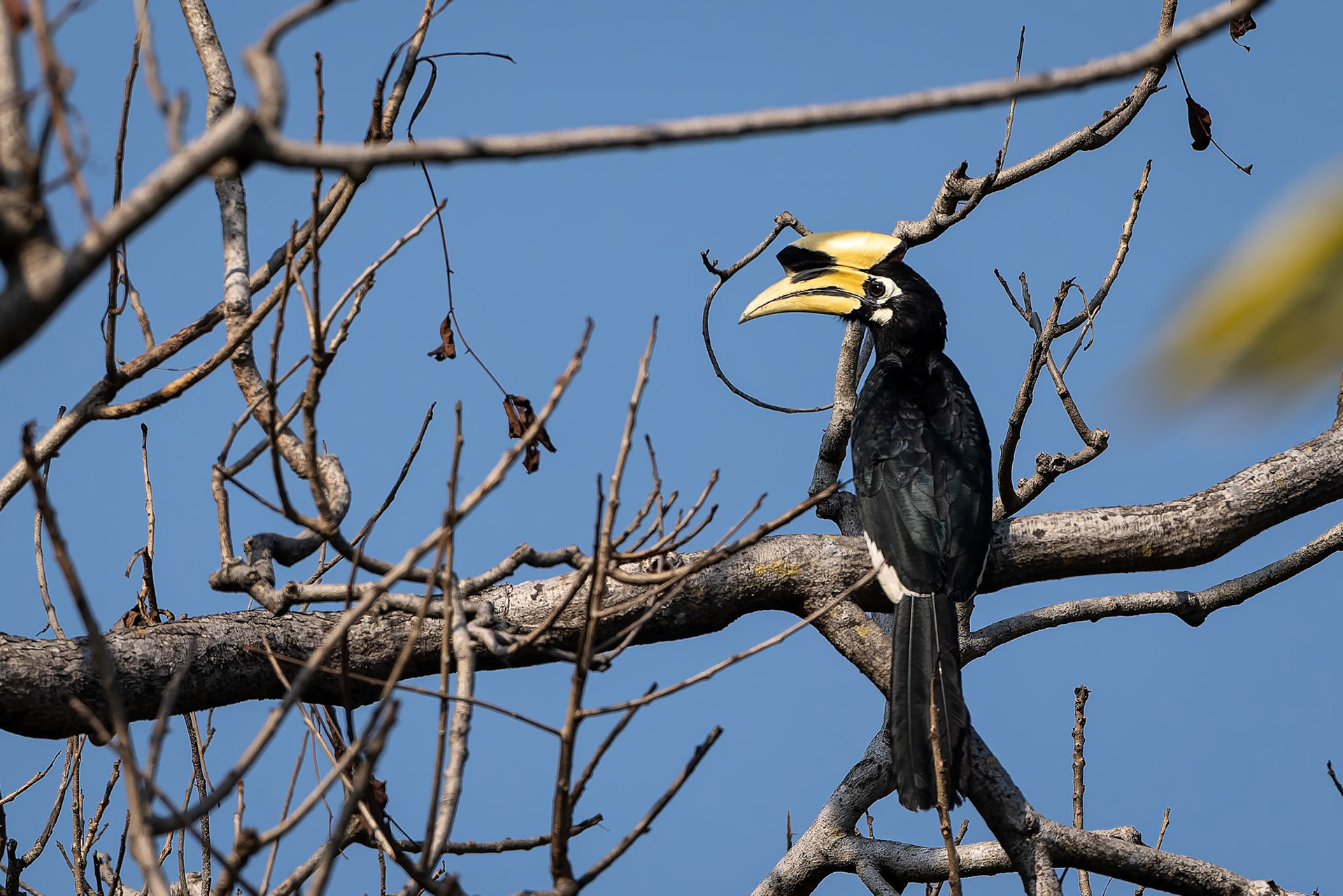 Malabar pied-hornbill, Corbett Tiger Reserve, India