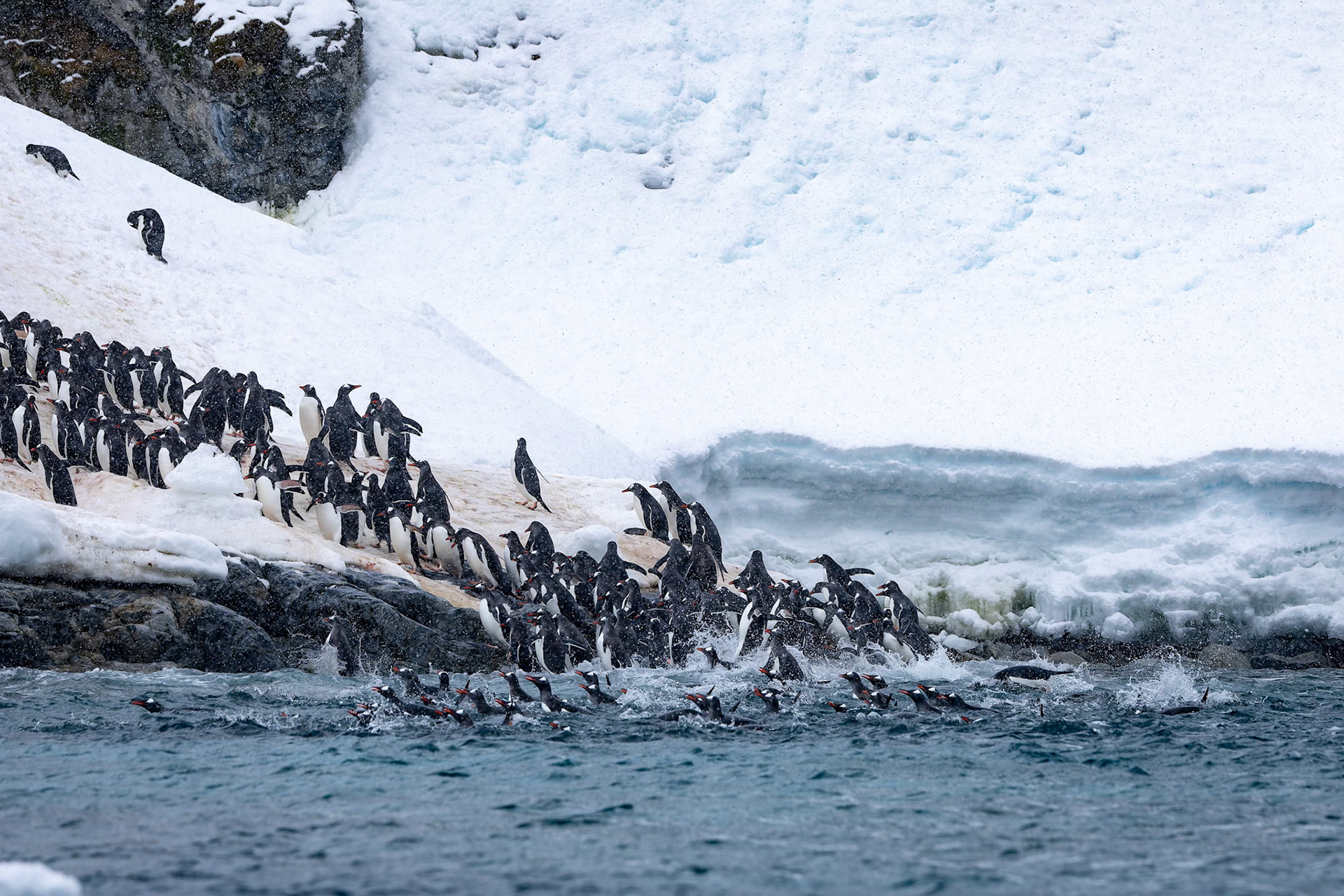 Gentoo penguin, Cierva Cove, Antarctica