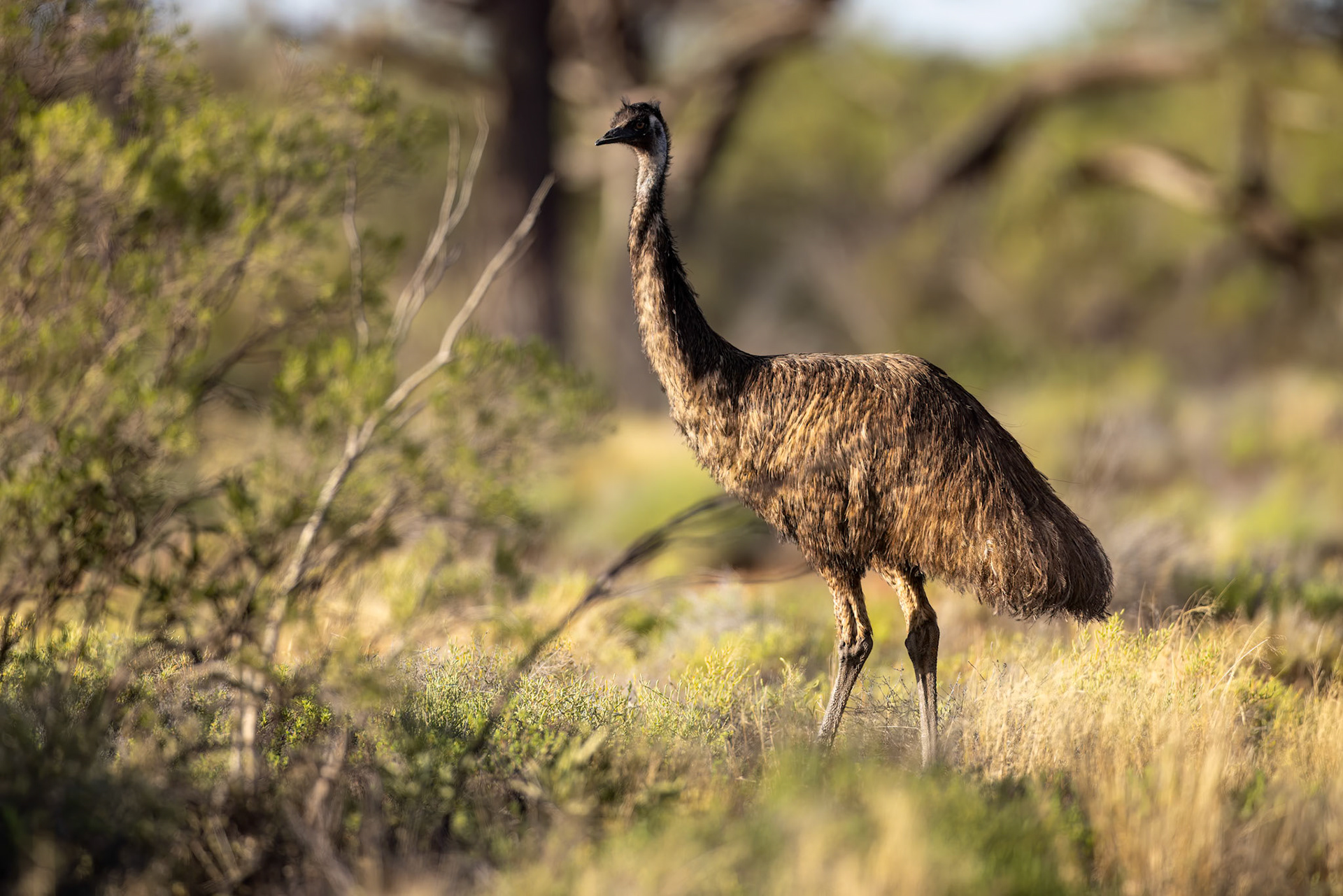 Emu, Thargomindah to Eulo, Queensland, Australia