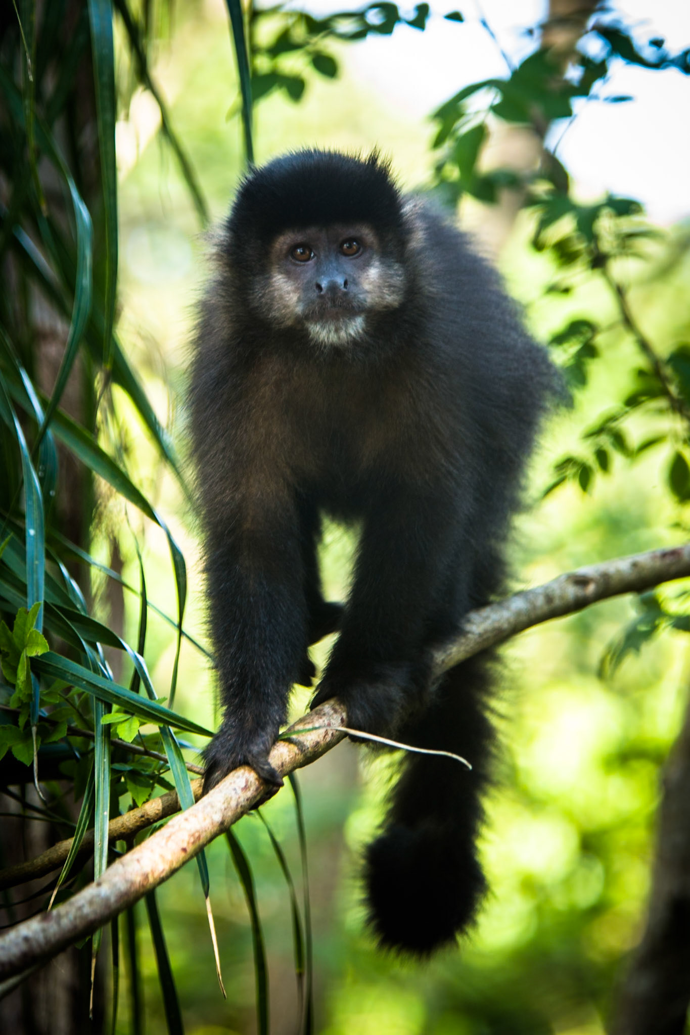 Capuchin monkey, Iguassu Falls, Brazil and Argentina