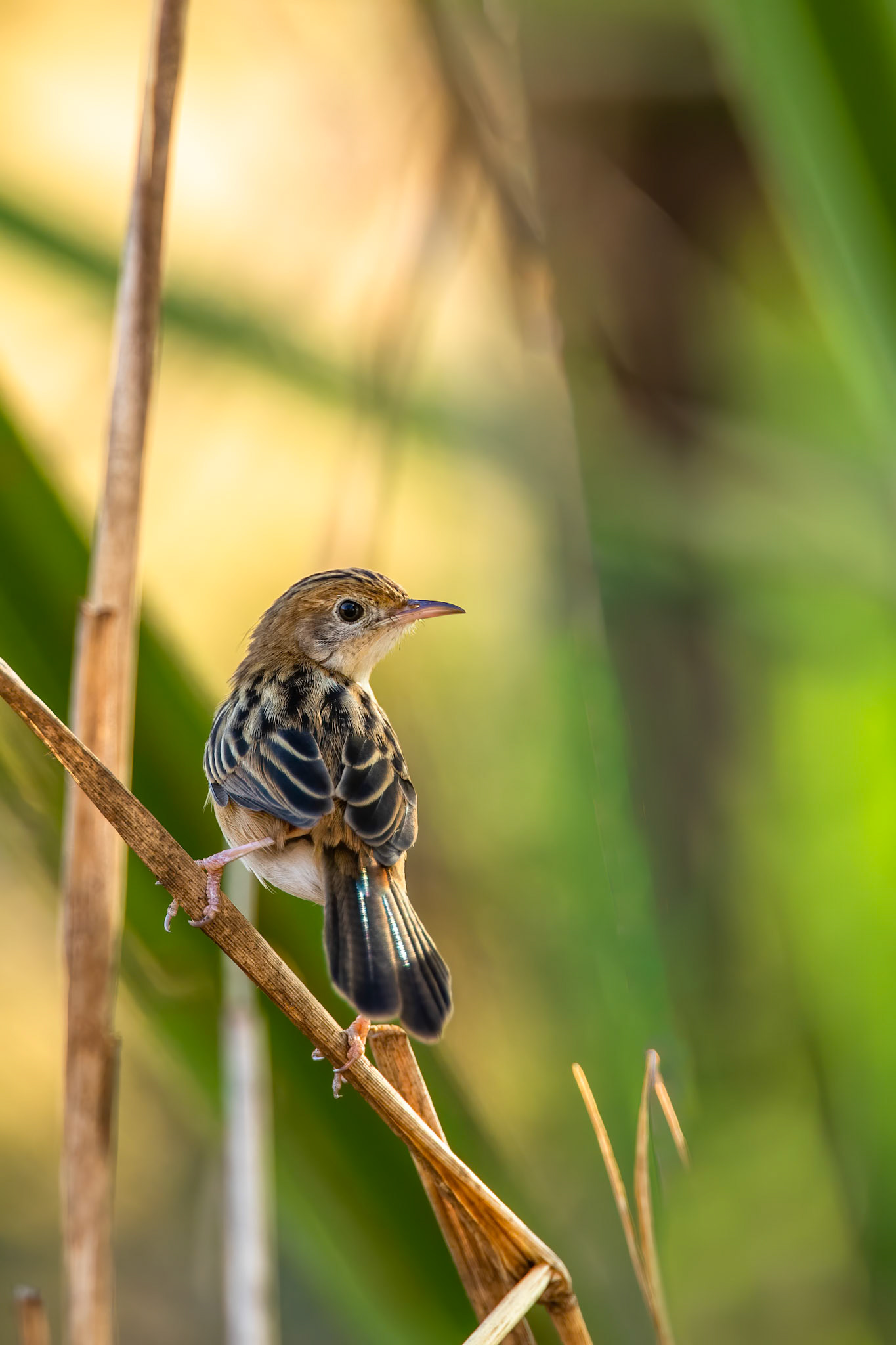 Golden-headed cisticola, Darwin, Australia