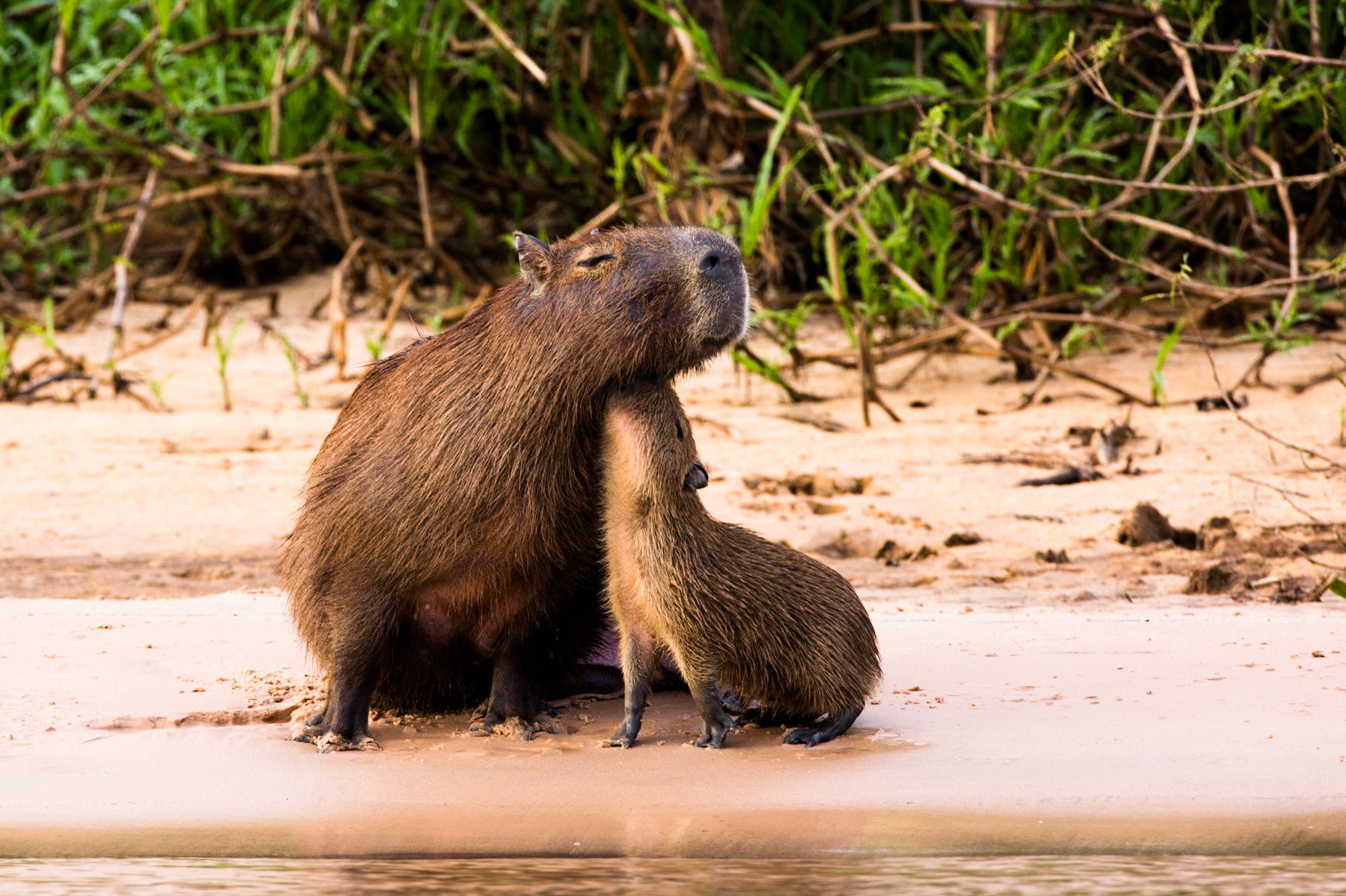 Capybara, Porto Jofre, Pantanal, Brazil