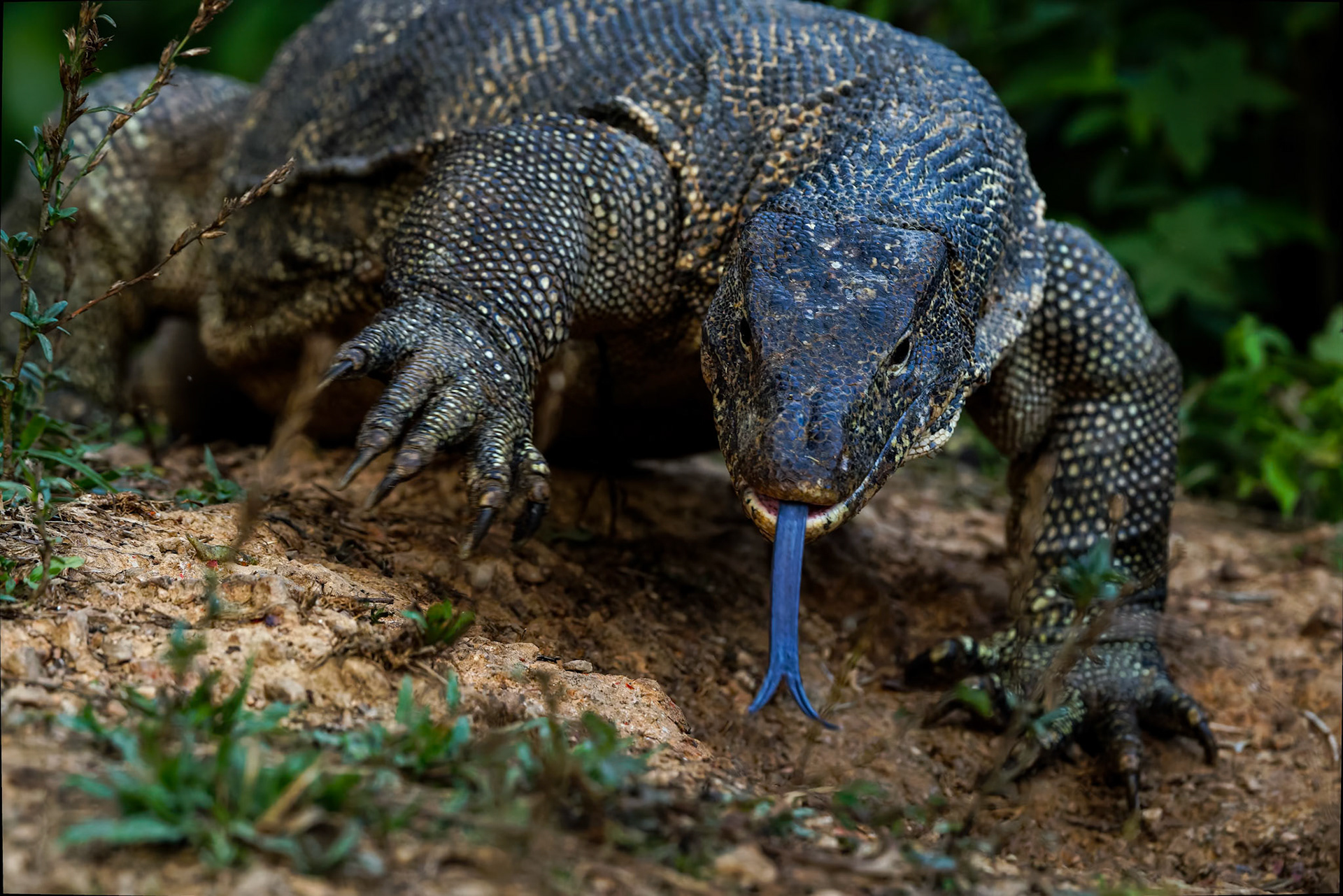 Asian water monitor (khaeng khrarkan), Khaeng Krackan National Park, Thailand