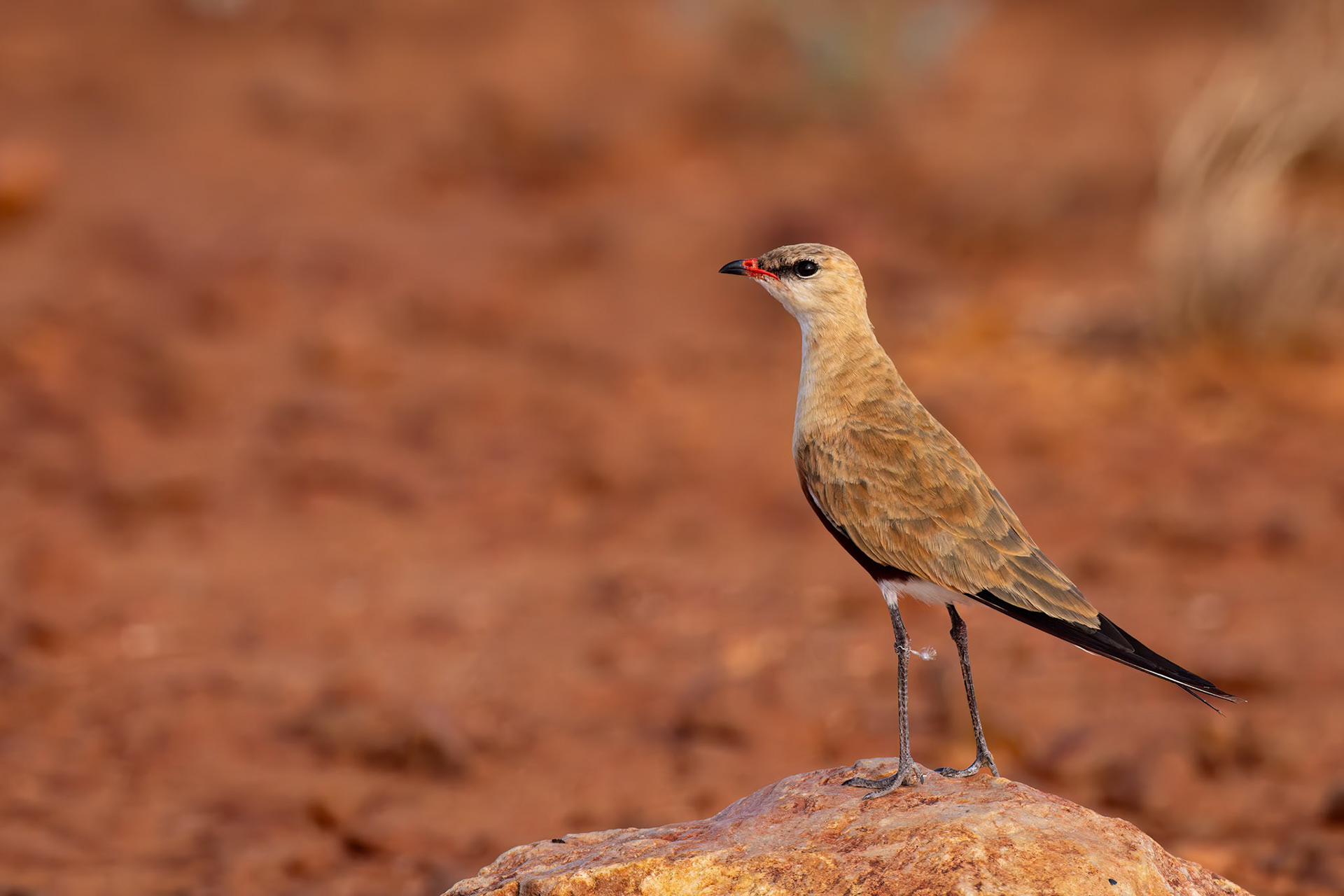 Australian pratincole, Boulia to Birdsville, Queensland, Australia
