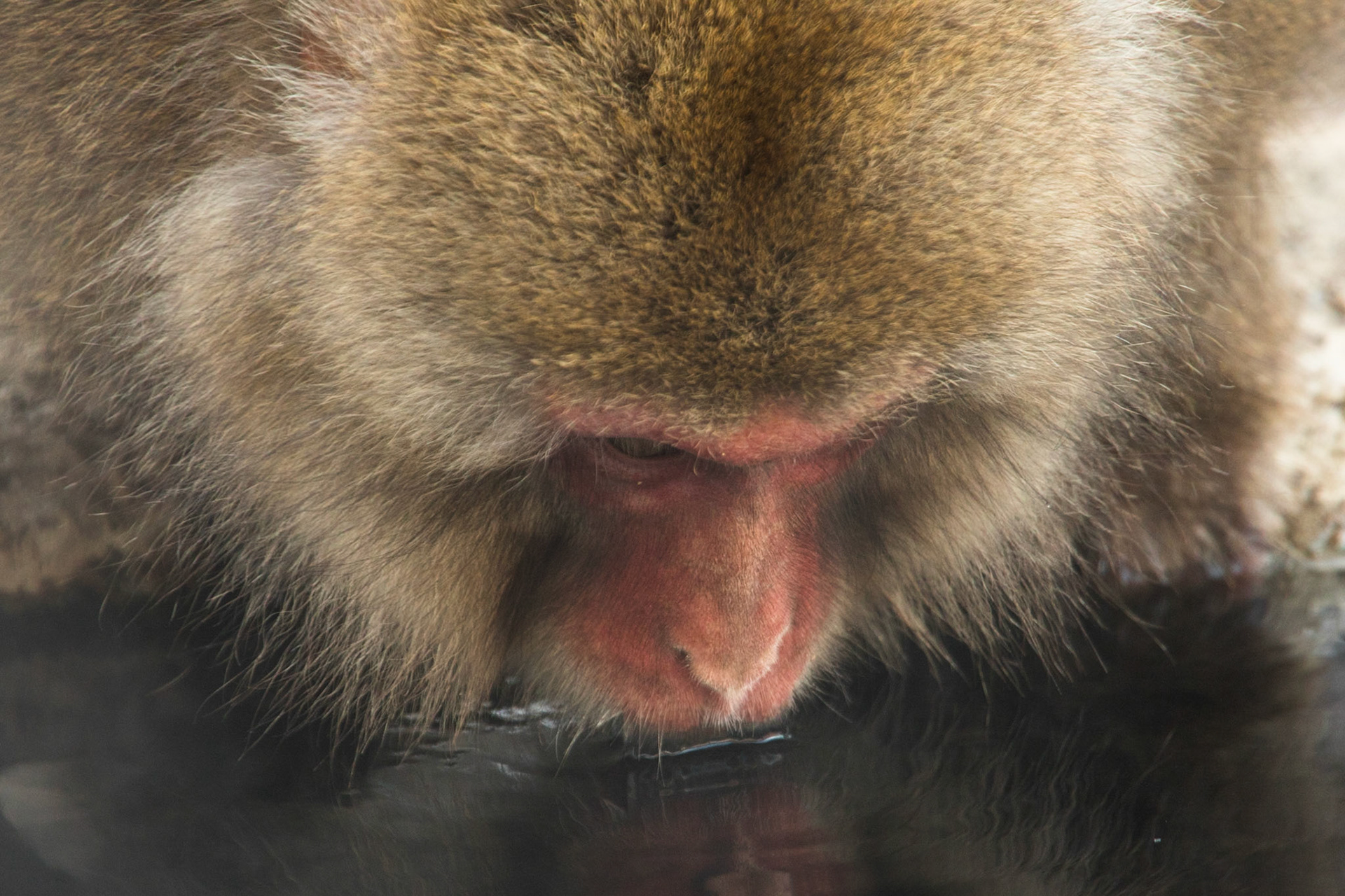 Jigokudani Yaen-Koen, Snow Monkeys, Yudanaka, Japan