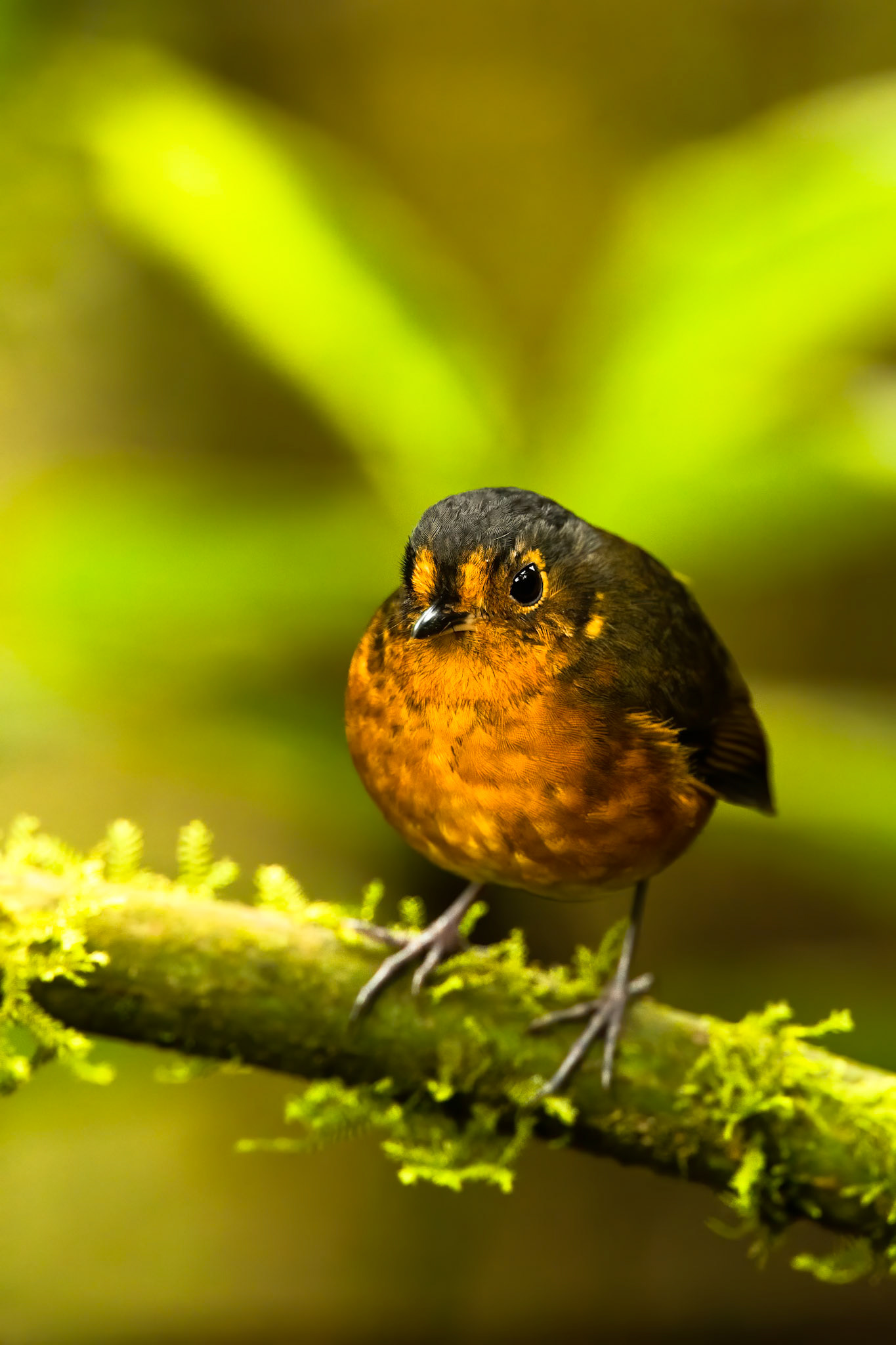 Slate-crowned antpitta, Rio Blanco, Colombia