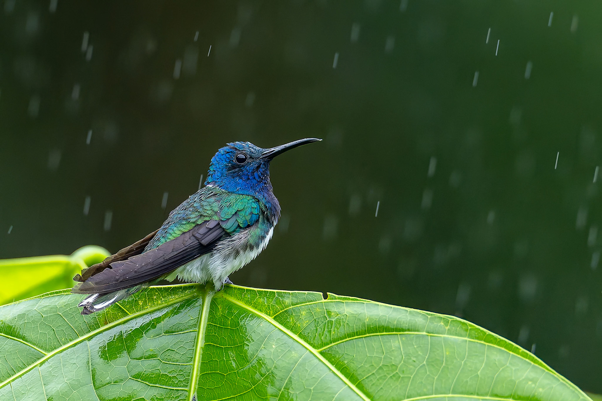 White-necked Jacobin, Umbrella Bird Lodge, Buenaventura Nature Reserve, Ecuador