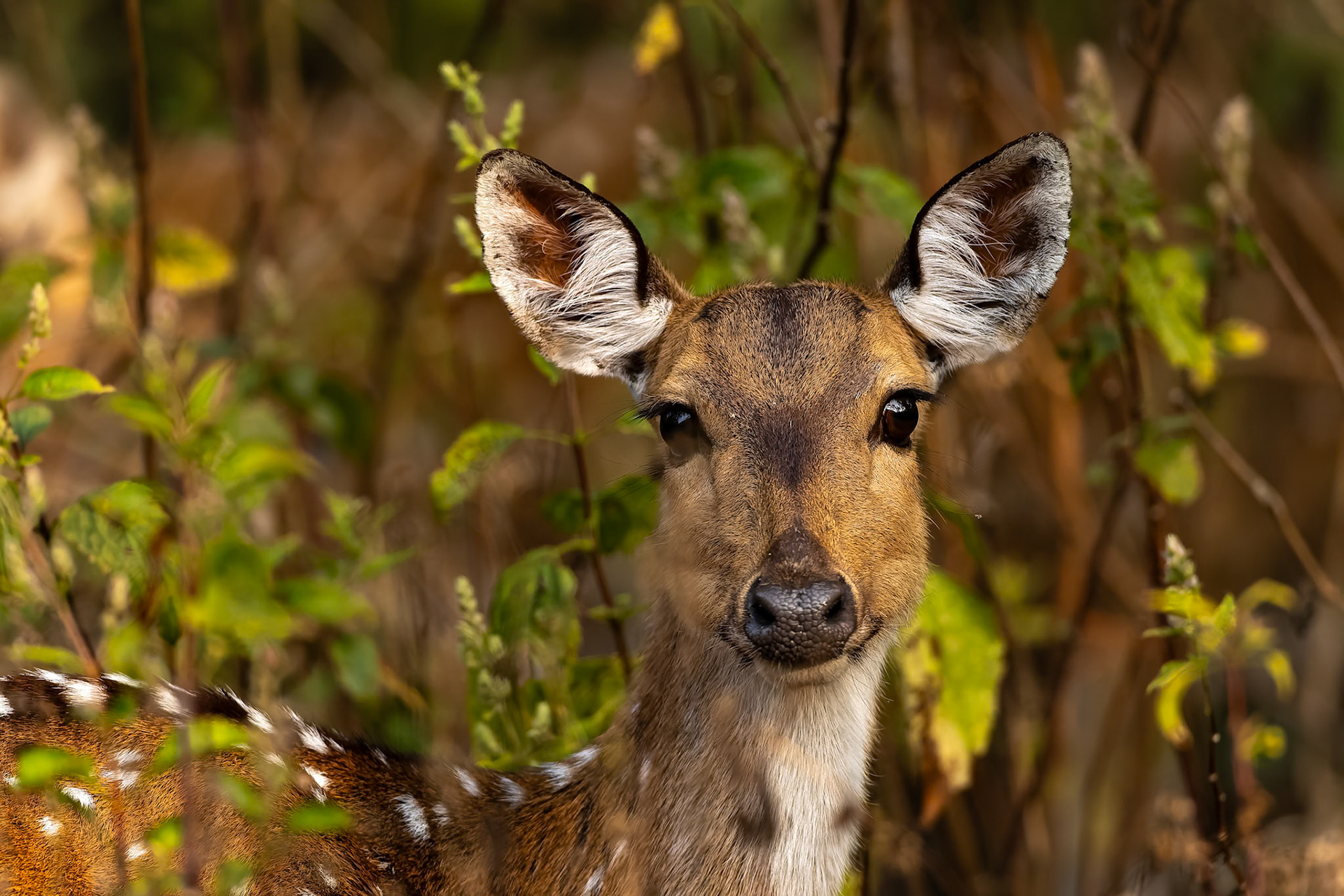 Chital spotted deer, Khana, India