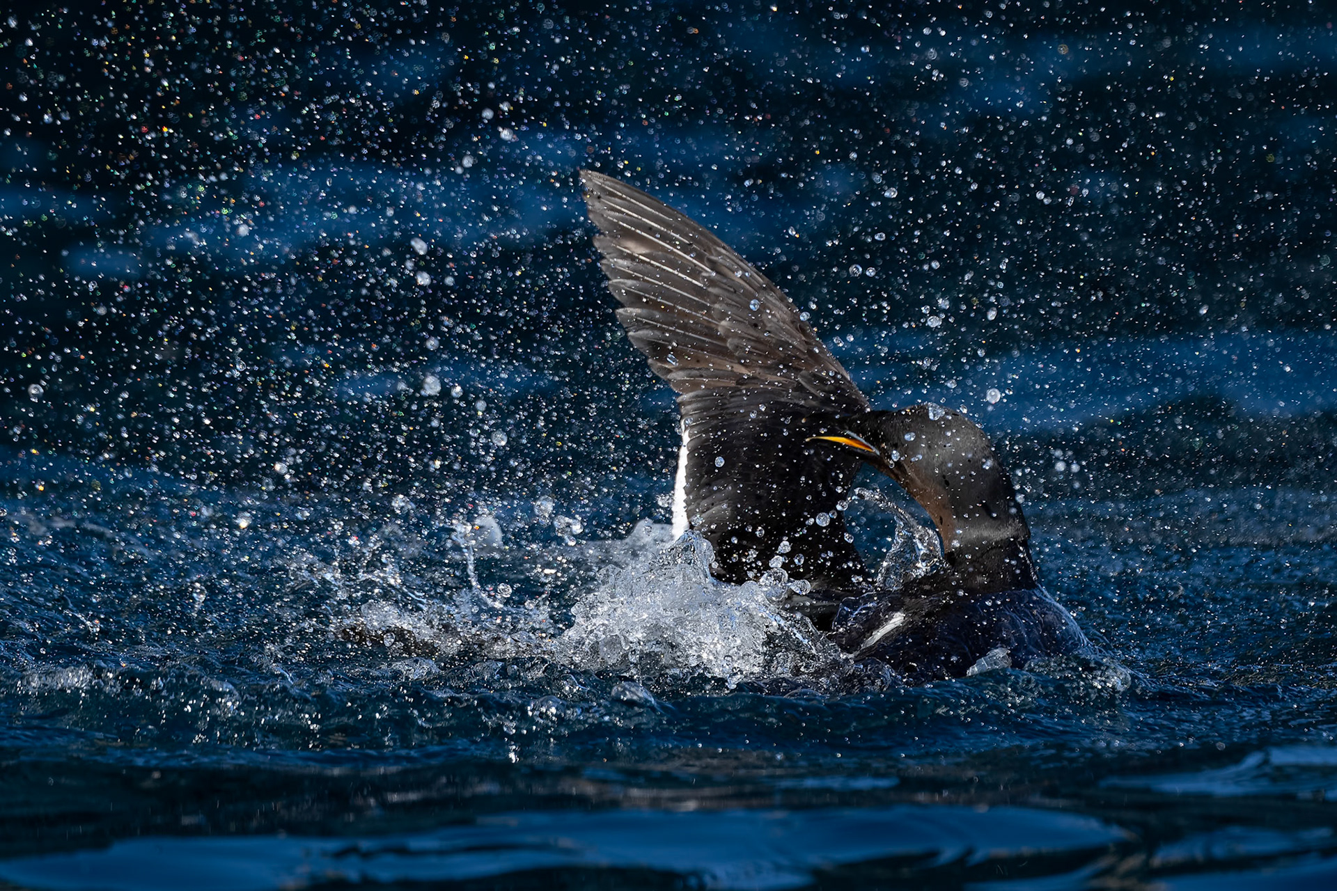 Brünnich's guillemot, Alkefjettet, Svalbard, Norway