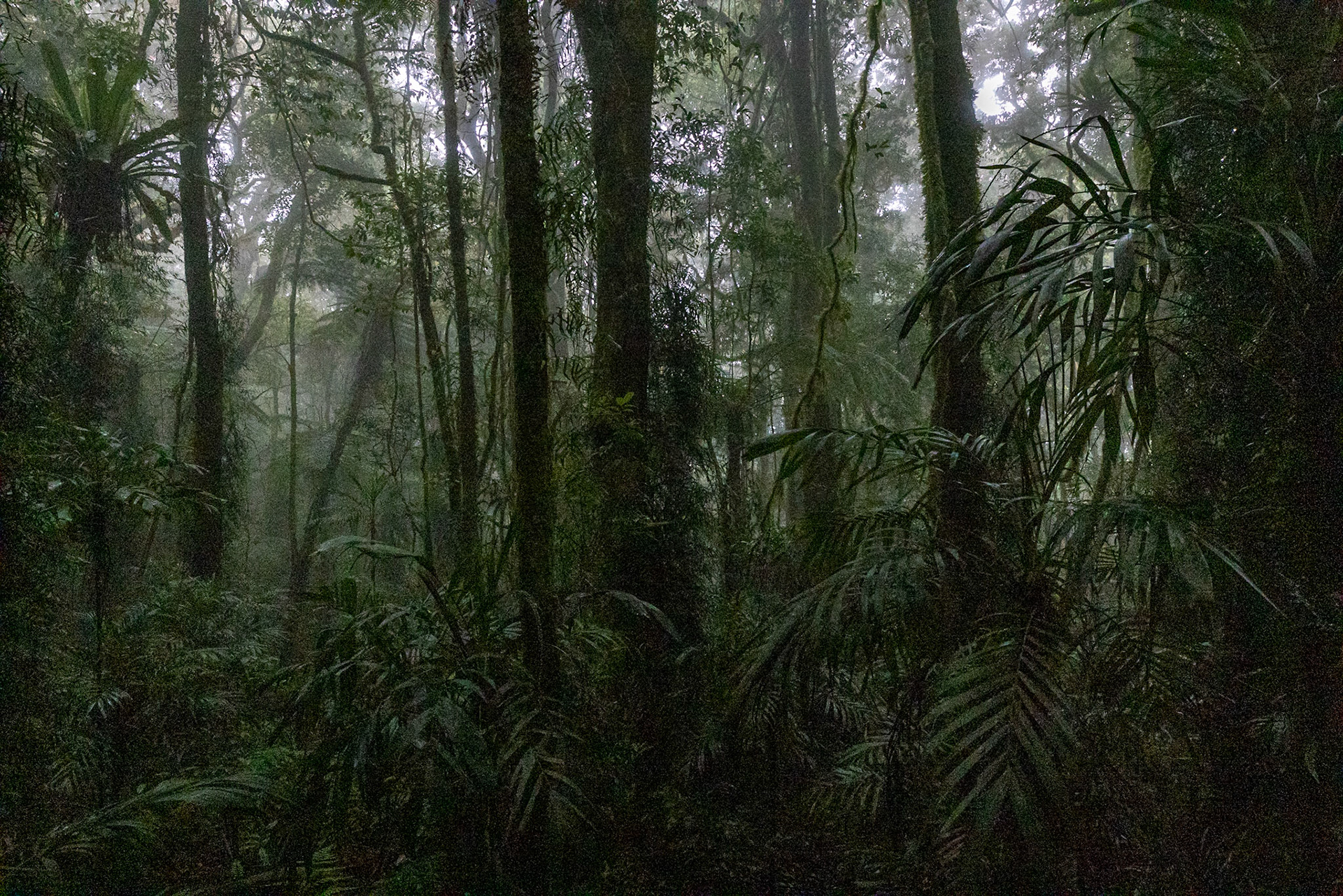 O'Reilly's Rainforest Retreat, Lamington National Park, Queensland, Australia