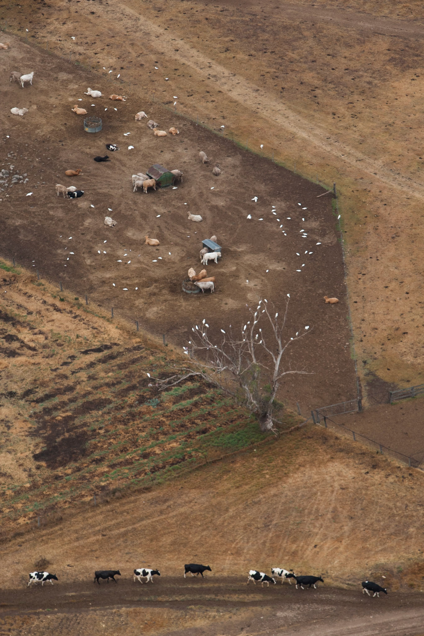 Hot air balloon ride in the Hunter Valley, New South Wales.