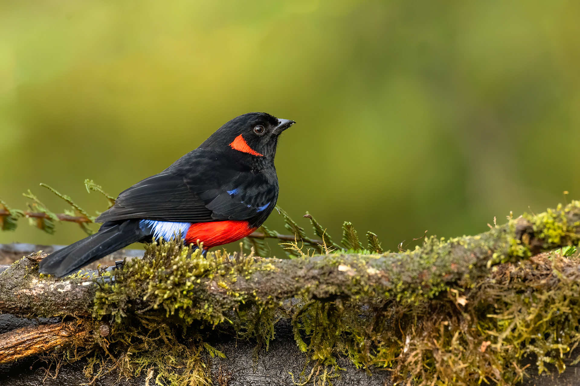 Scarlet-bellied mountain-tanager, Terminales del Ruiz, Colombia