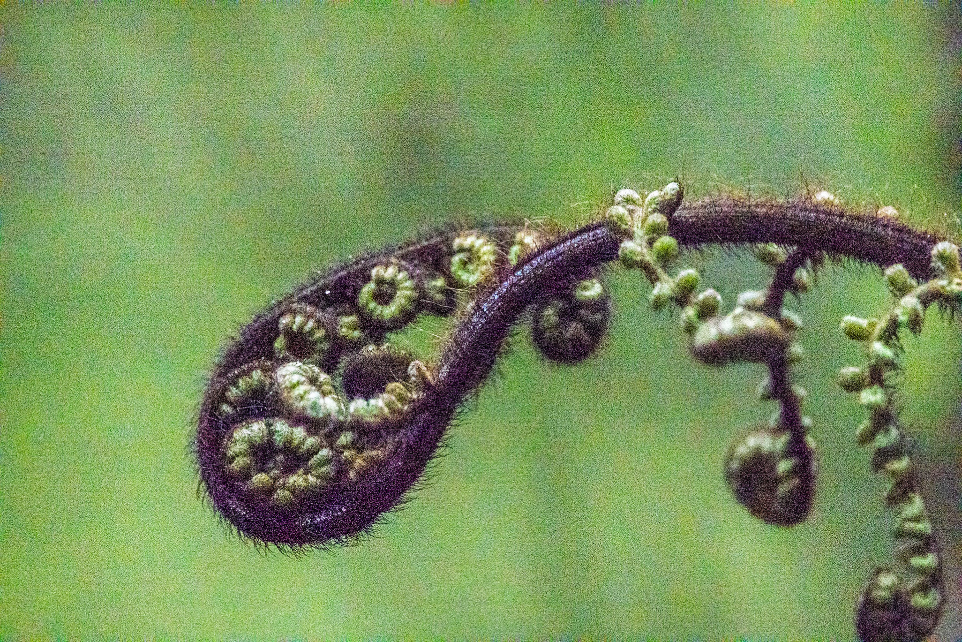 Ulva Island, New Zealand