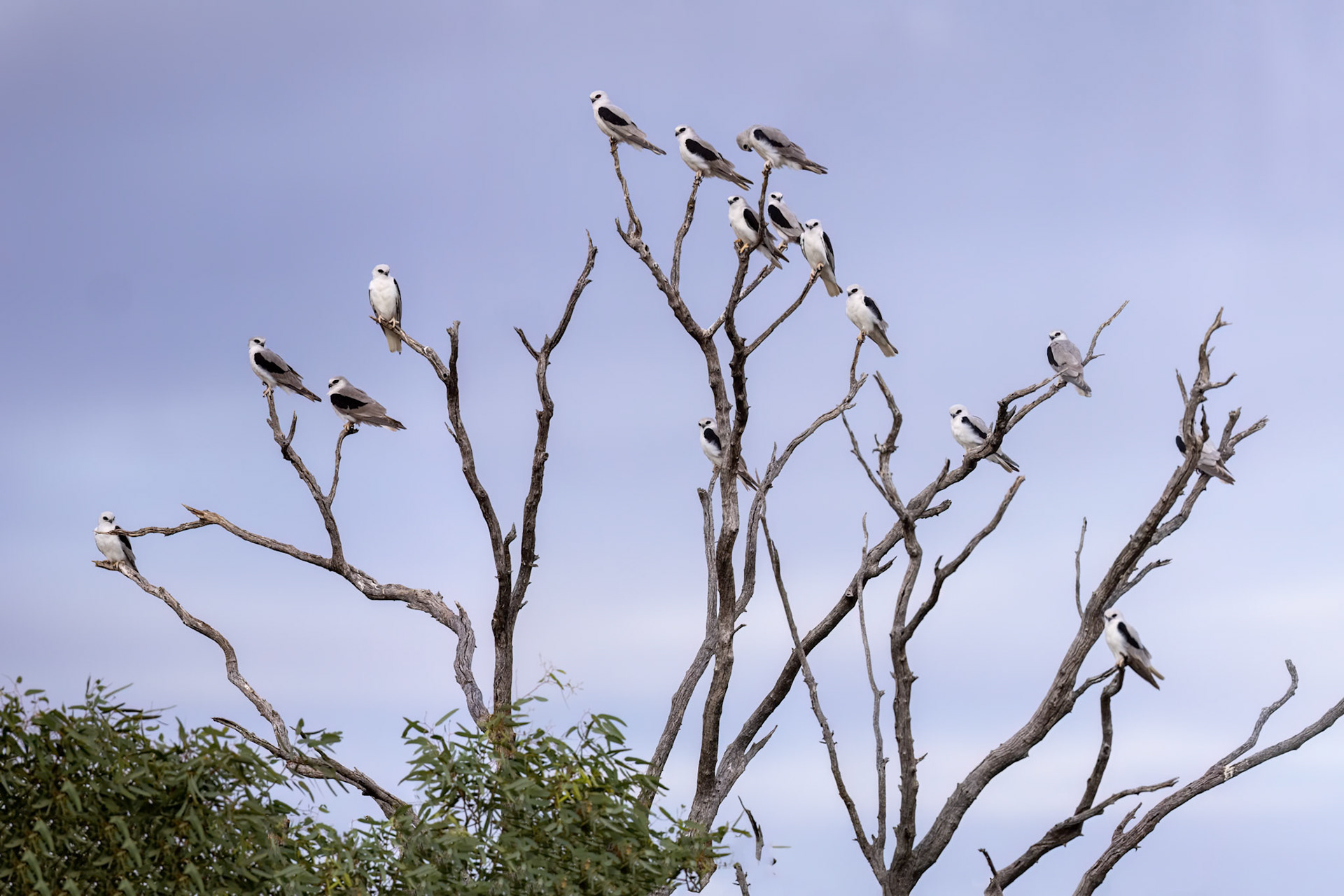 Letter-winged kite, Boulia to Birdsville, Queensland, Australia