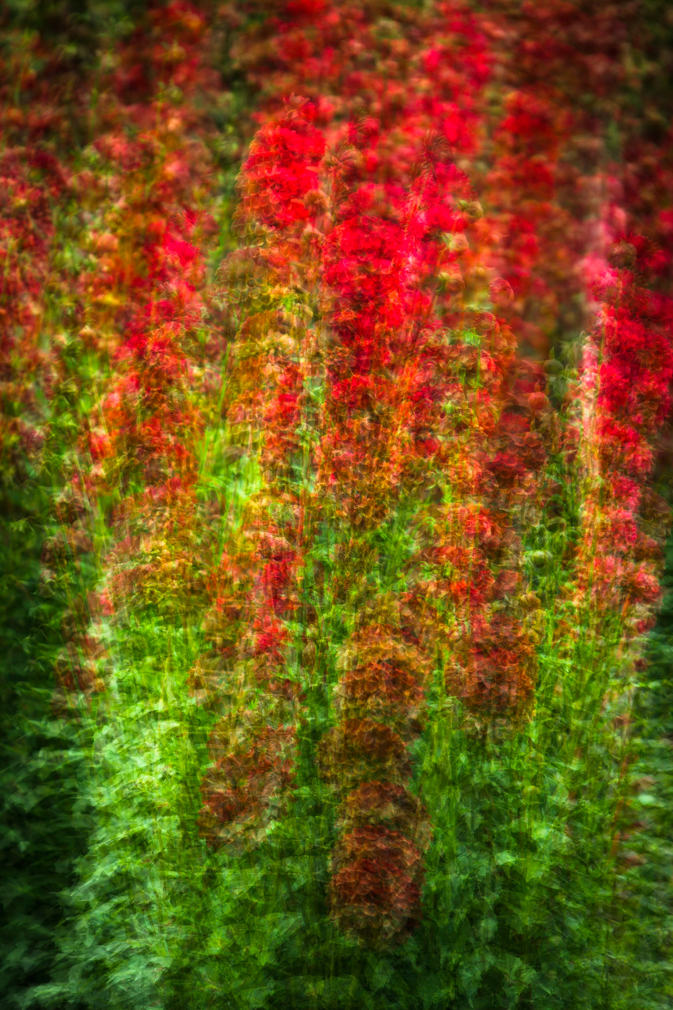 A multiple exposure of red dahlias at Anglesey Abbey, Cambridgeshire.