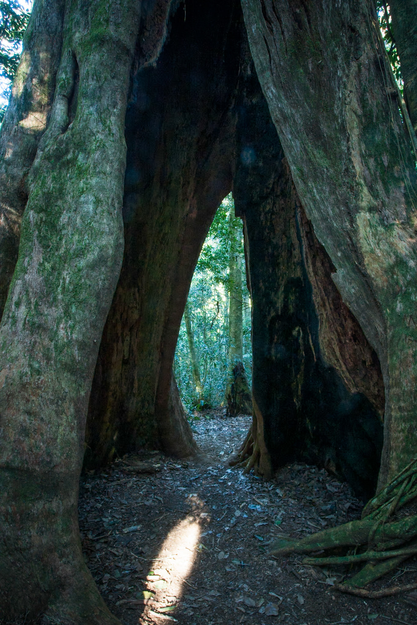 Lamington National Park, Queensland