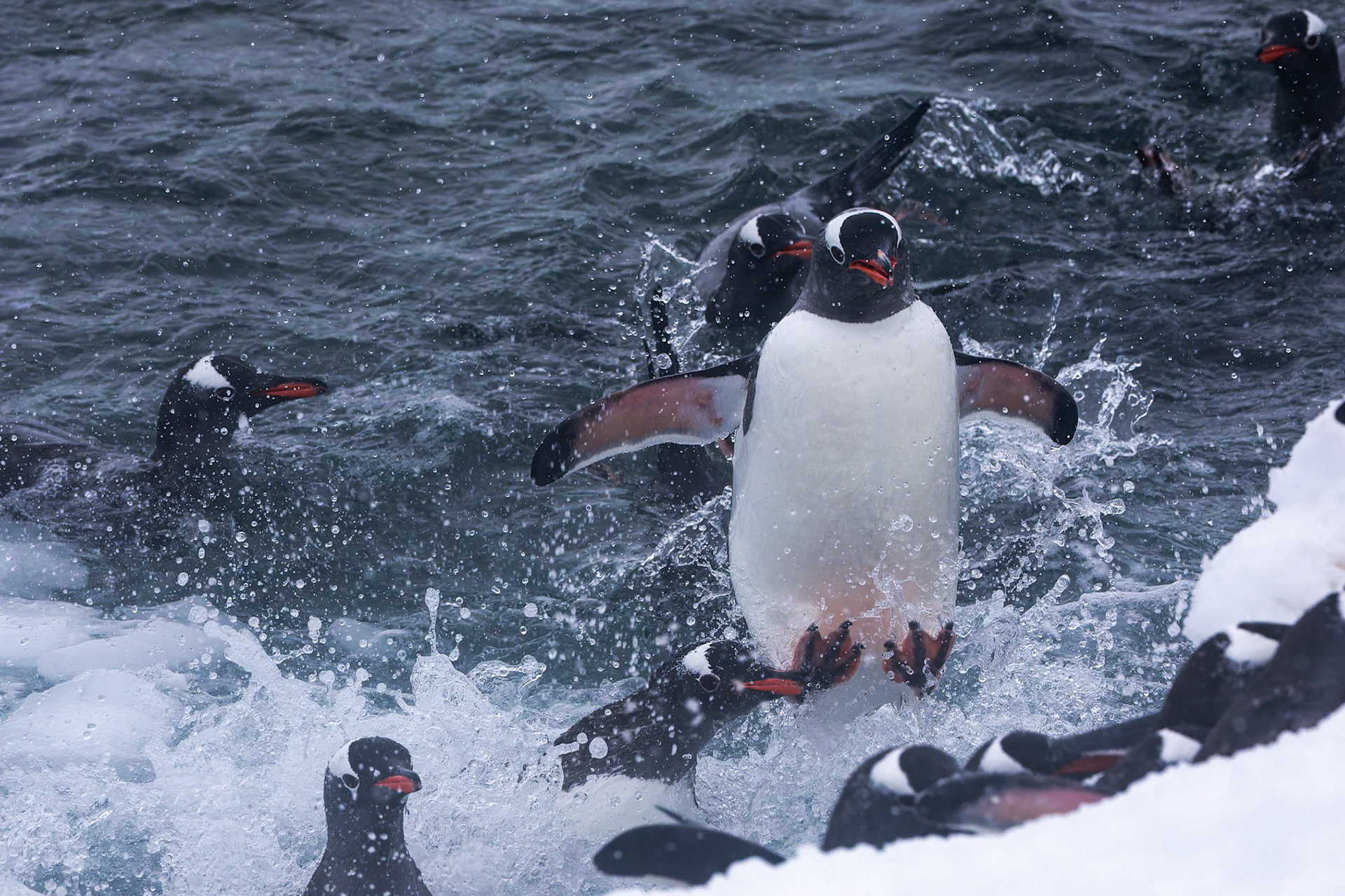 Gentoo penguin, Danko Island, Antarctica