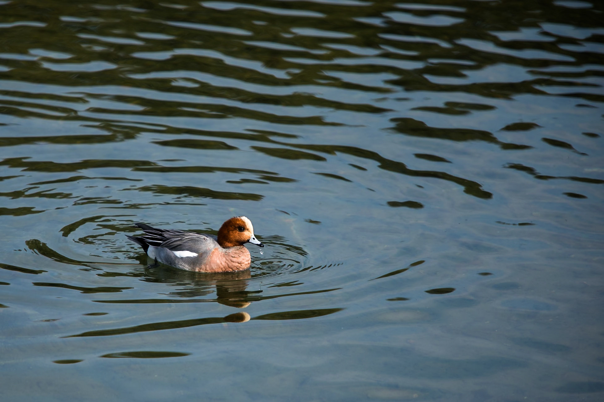 Eurasian wigeon, Kamo river, Kyoto, Japan