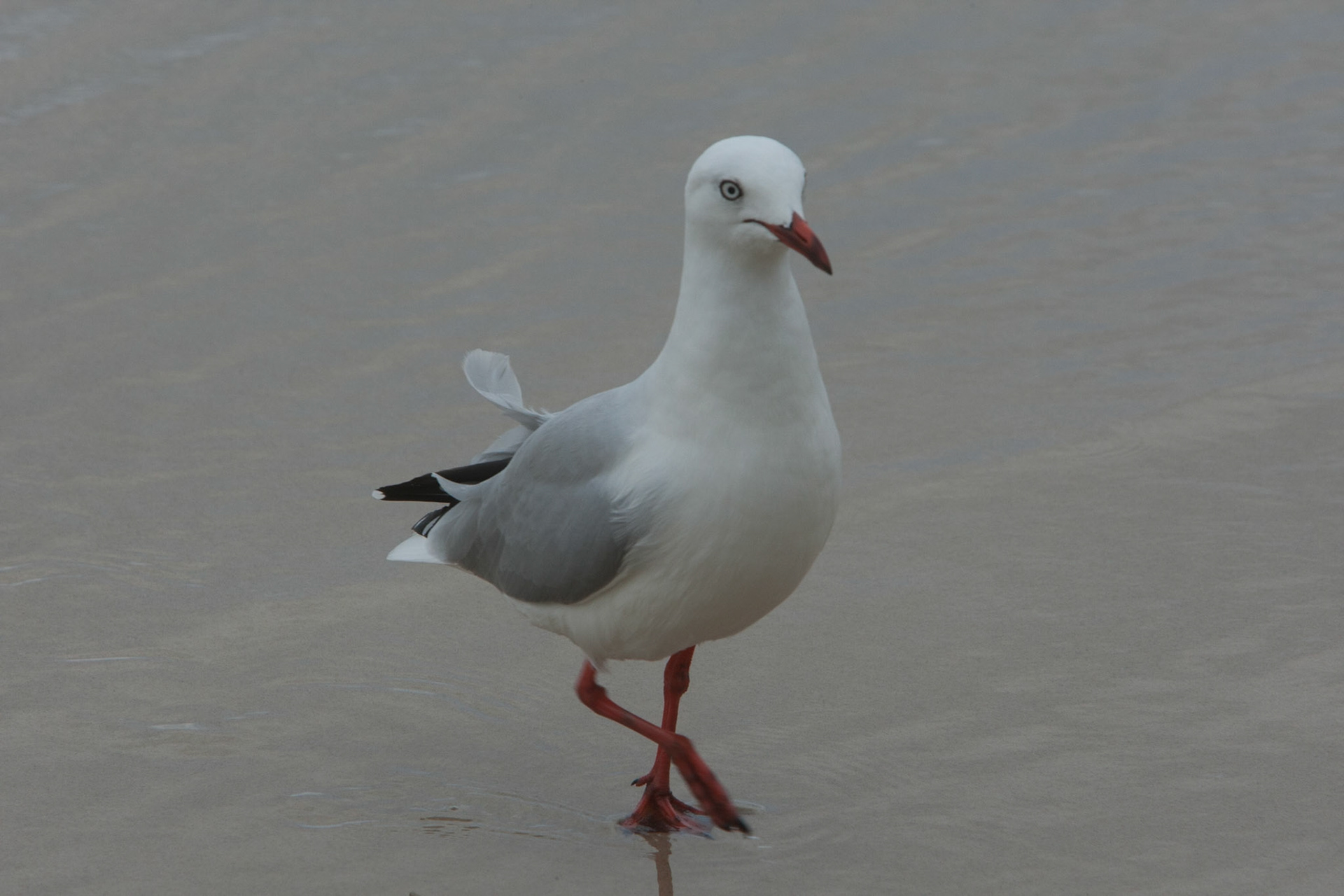 Silver gull, Byron Bay