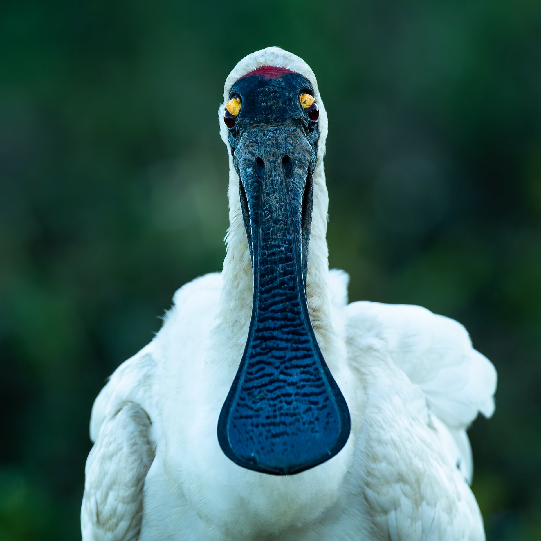 Royal spoonbill, Yellow waters billabong, Kakadu, Northern Territory, Australia