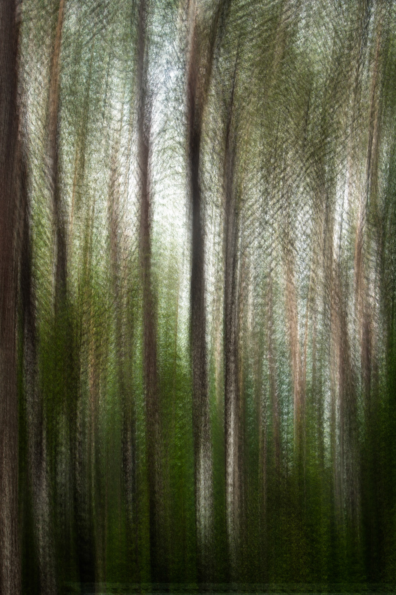Abstract trees, Minyon falls, Lismore. A multiple expsosure