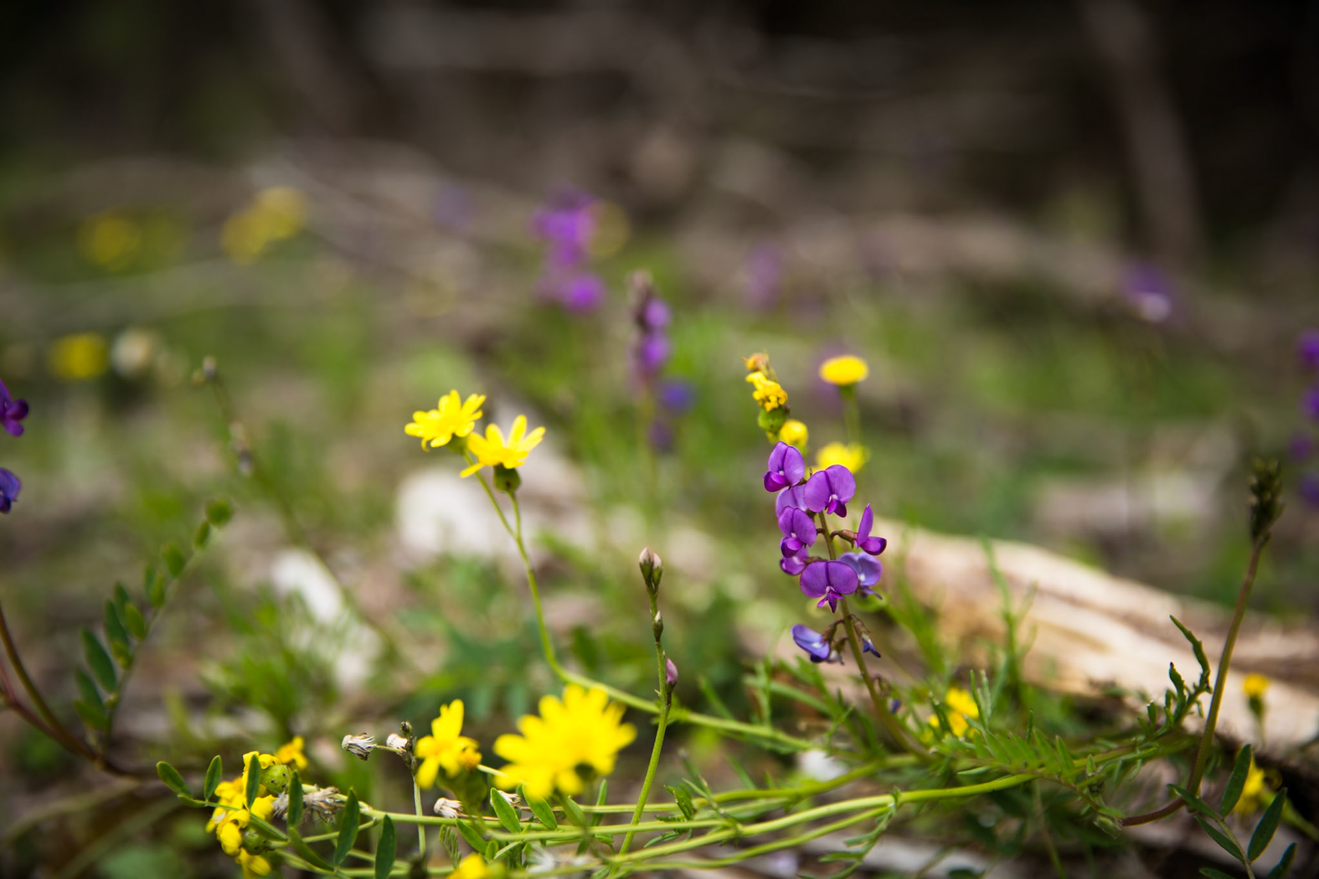Circuit from Telegraph Saddle via Telegraph Junction to Oberon Bay (lunch), then Little Oberon Bay, Norman Point  and Norman Beach to Tidal River.