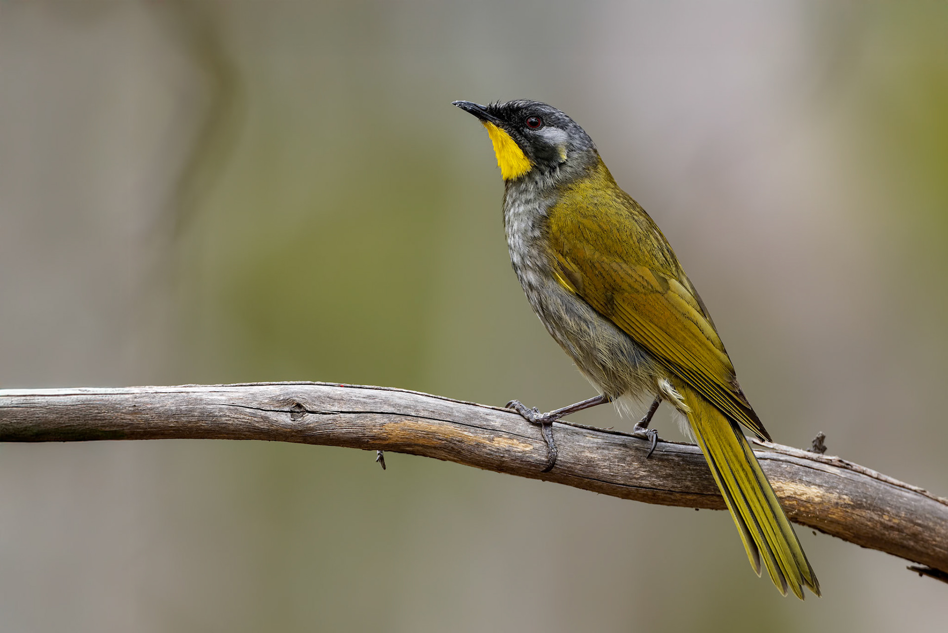 Yellow-throated honeyeater, Signal Hill, Hobart, Tasmania, Australia