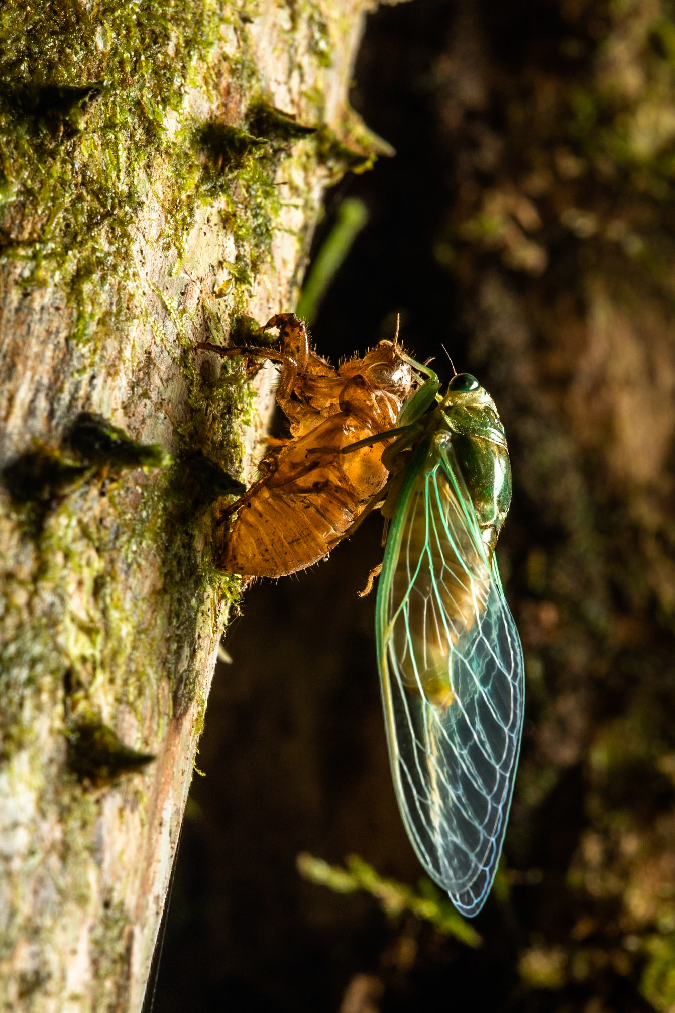 Cicada emerging from exuviae, Amazonia Lodge, Manu National Park,  Peru