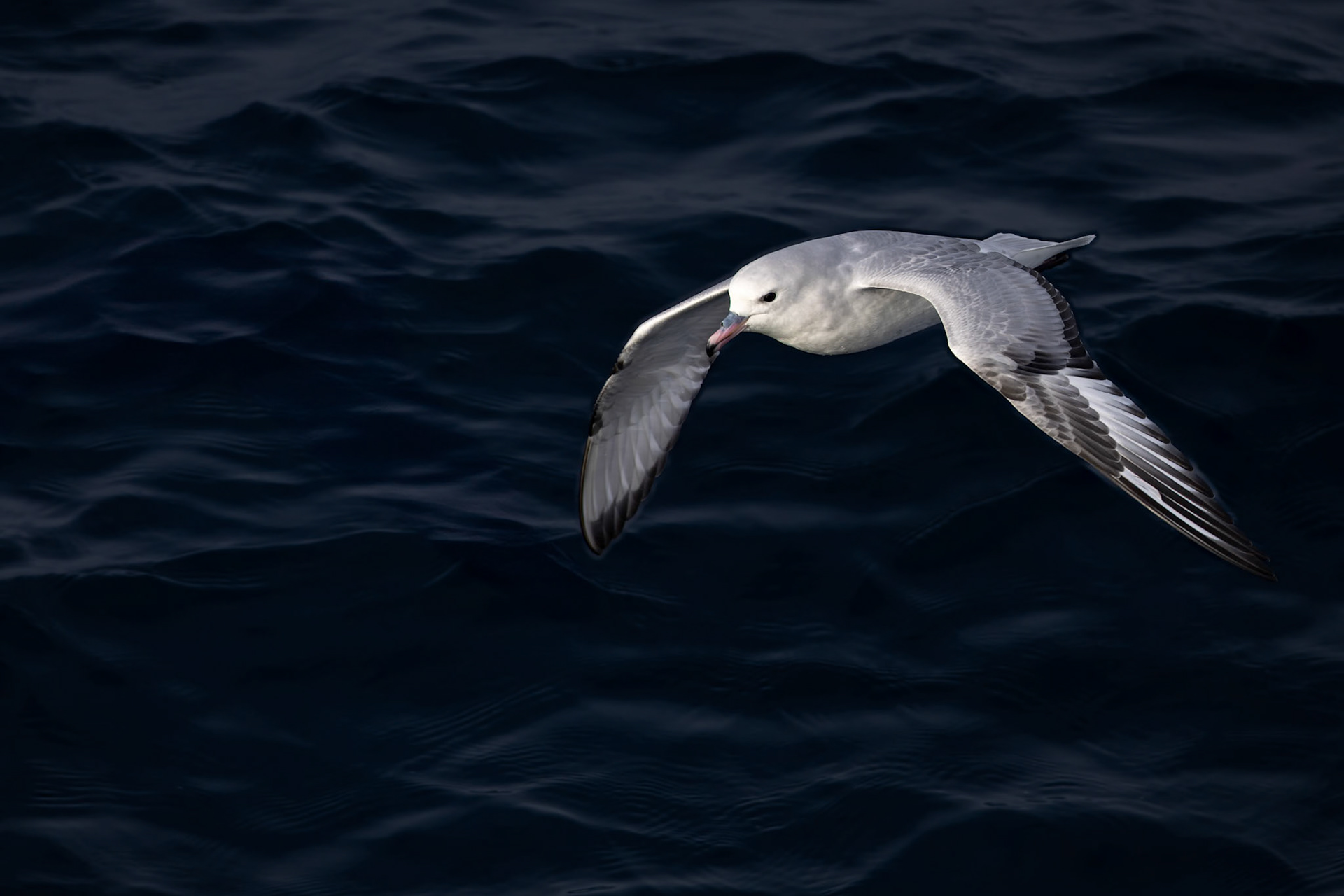 Southern fulmar, Useful Island, Antarctica