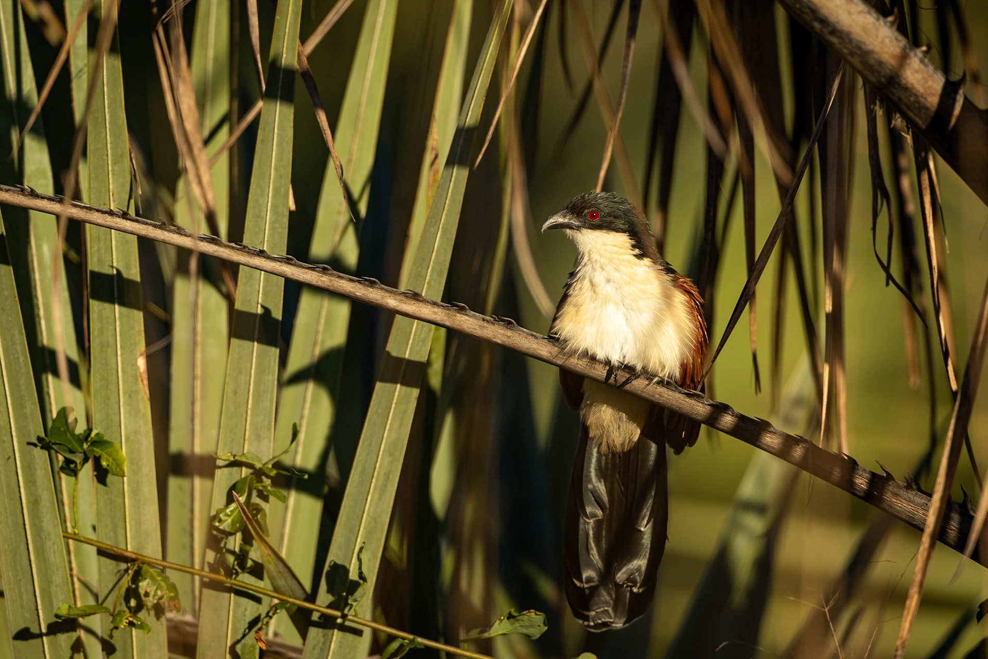 Burchell's coucal, Gorongosa, Mozambique